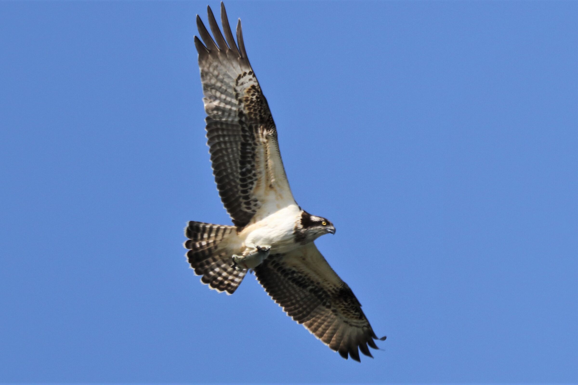 Osprey with prey 145