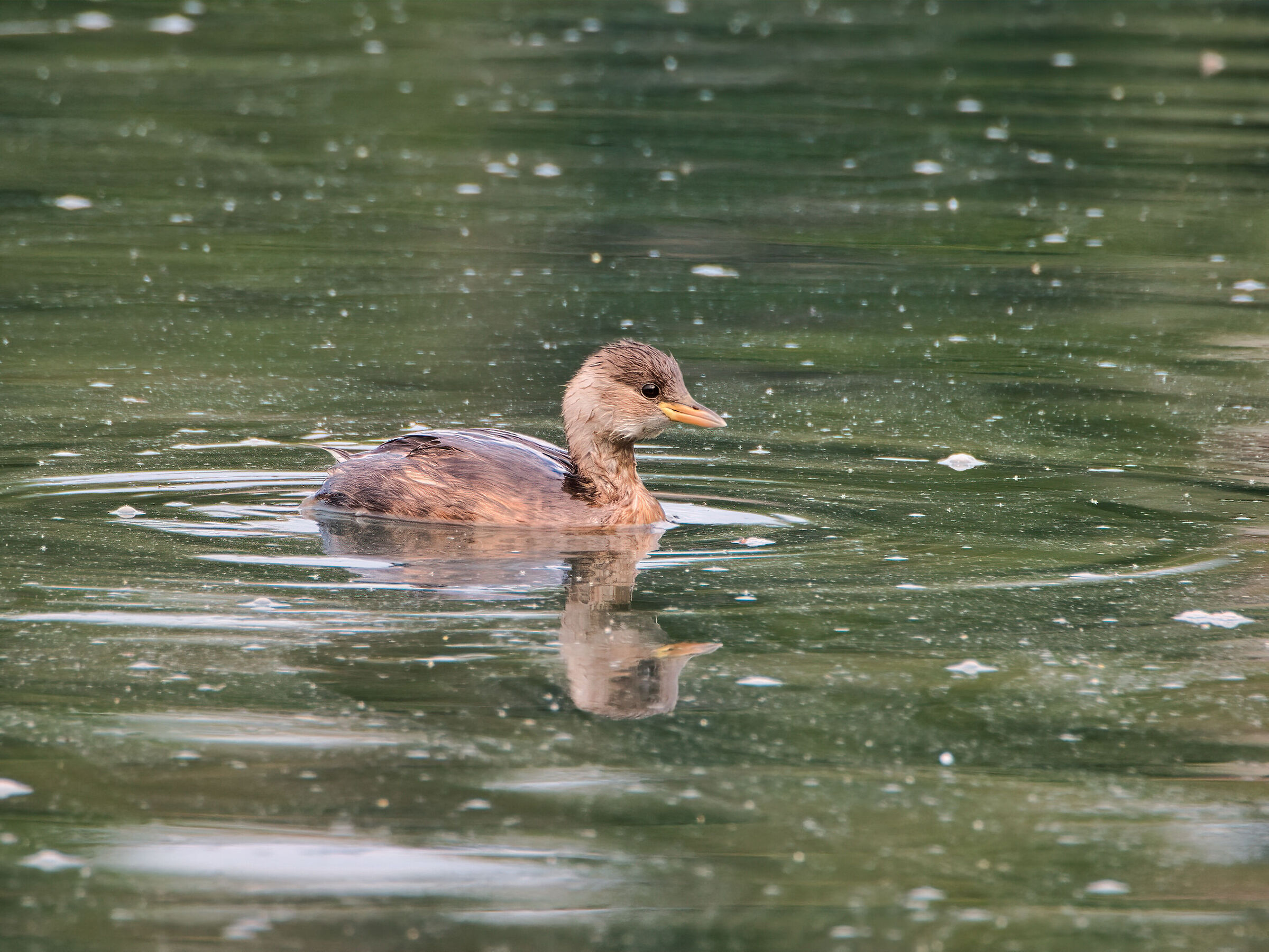 Dabchick