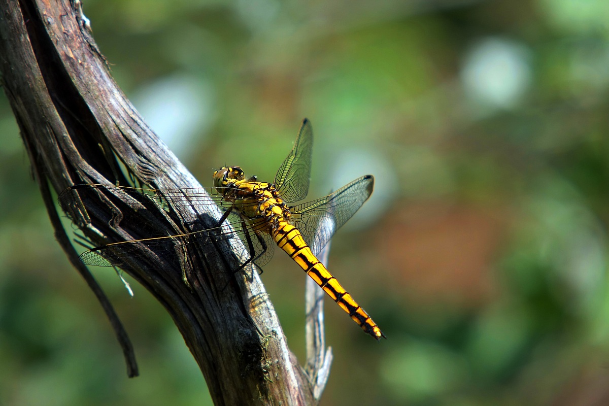 dragonfly