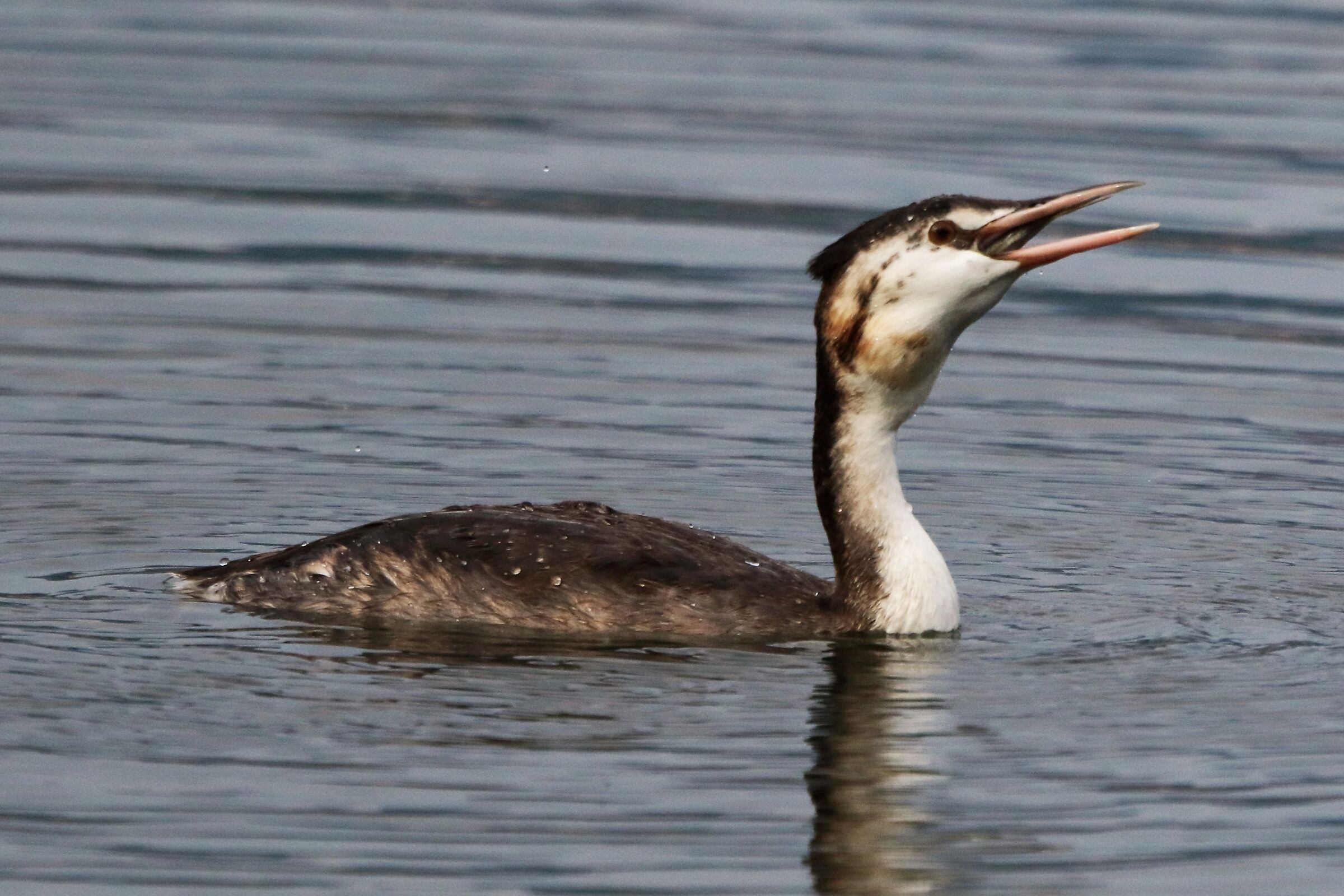 grebe
