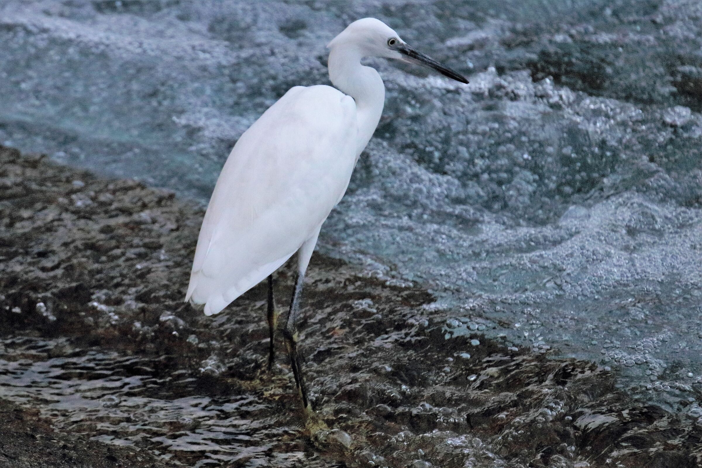 egret