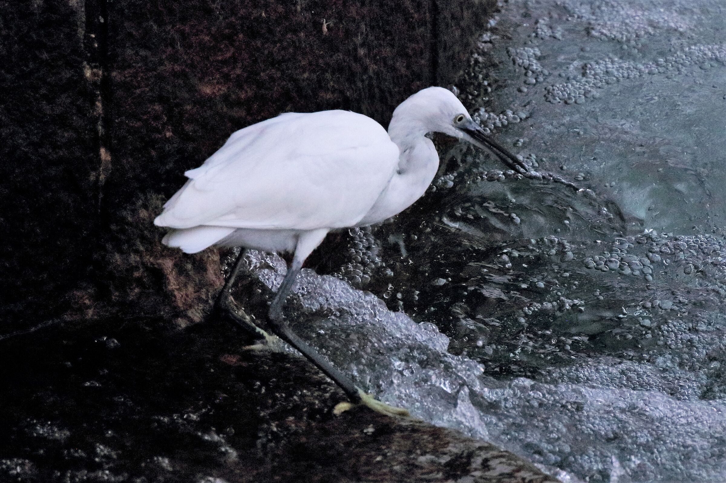 egret