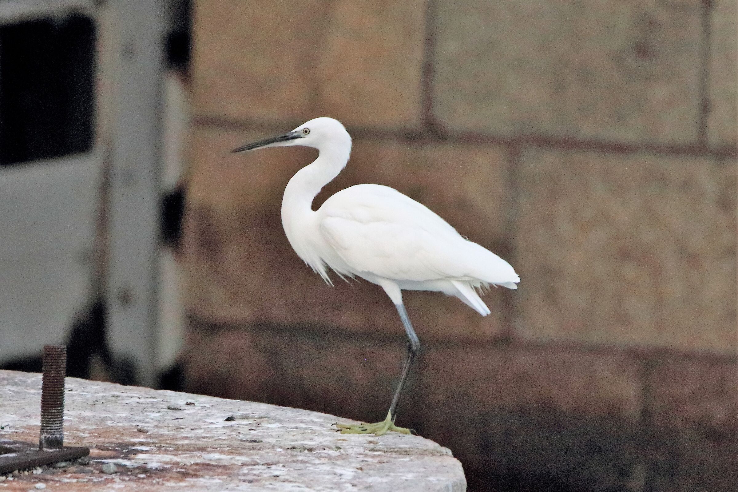 egret