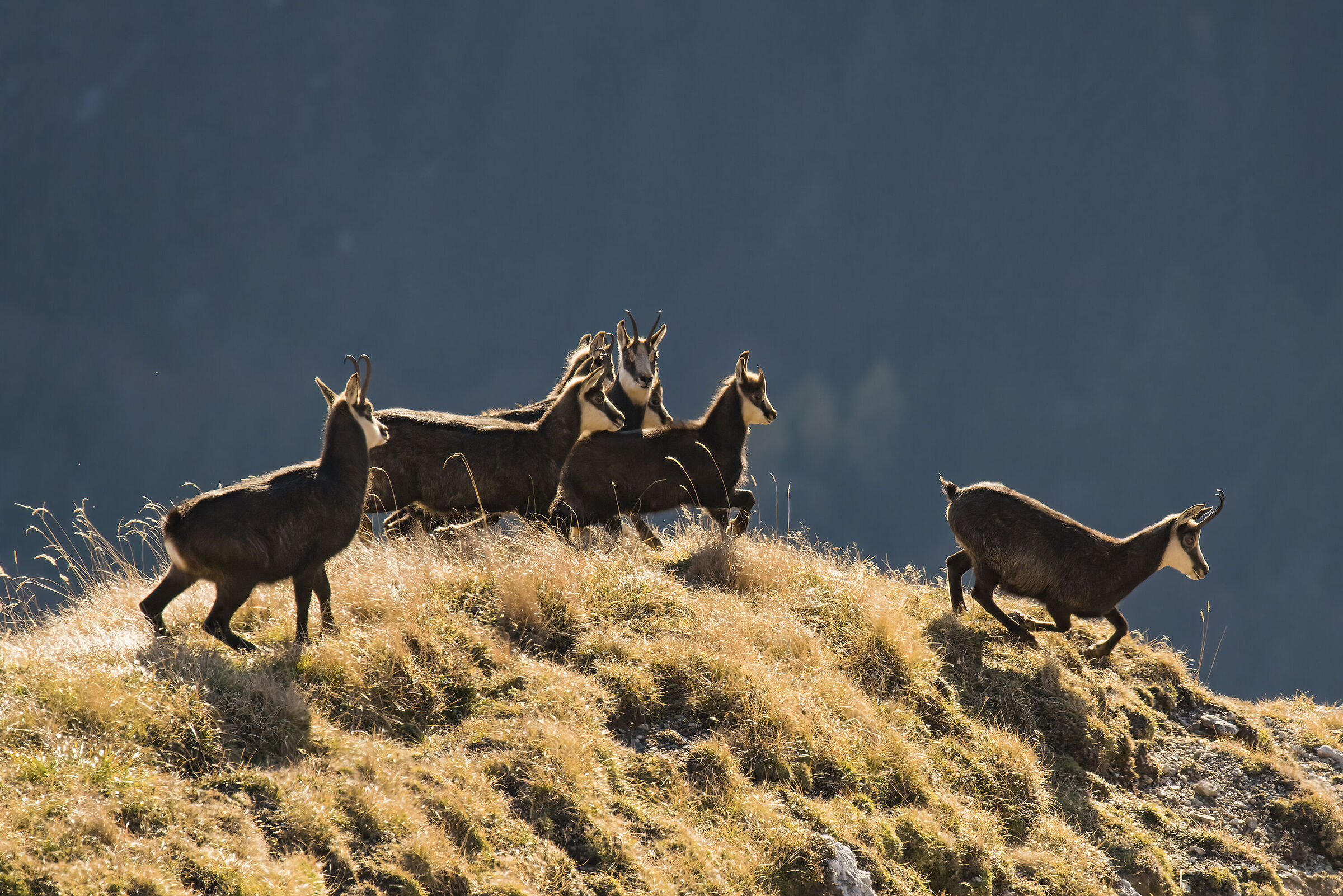 Chamois