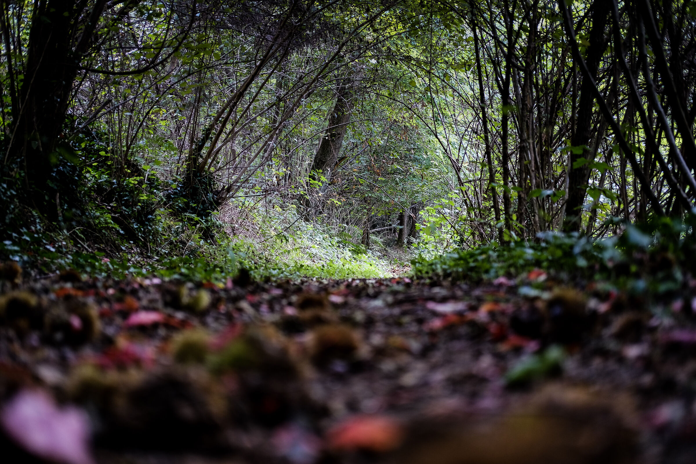 Deep in the woods