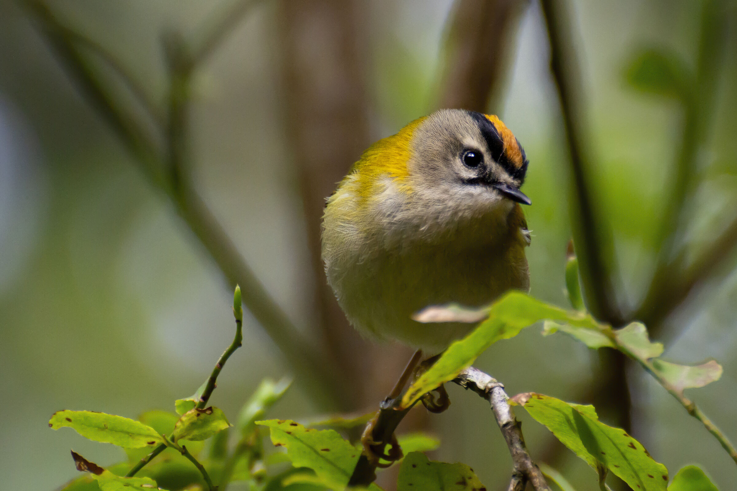 Fiorrancino di Madera