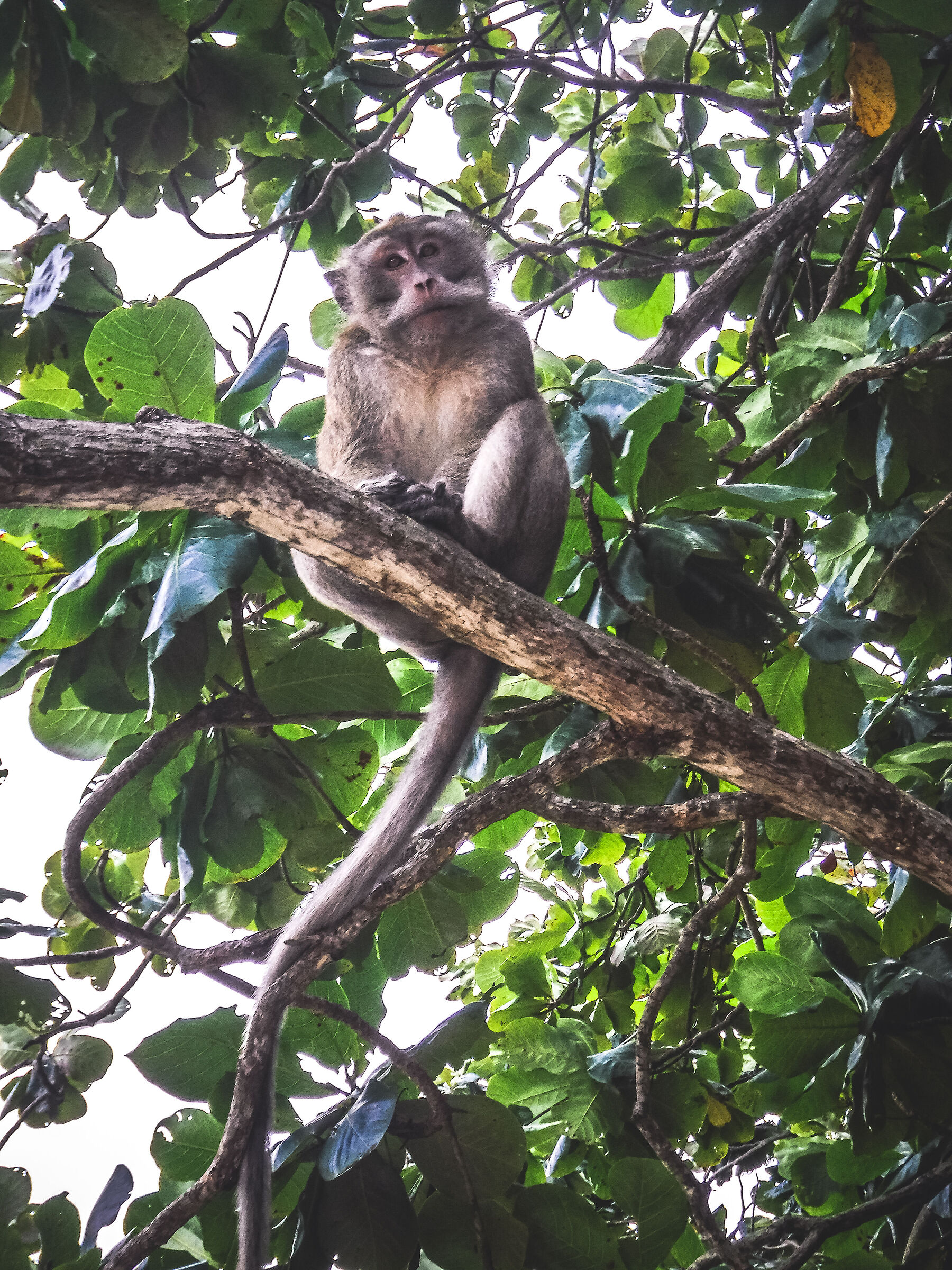 crabeating macaque Mauritius