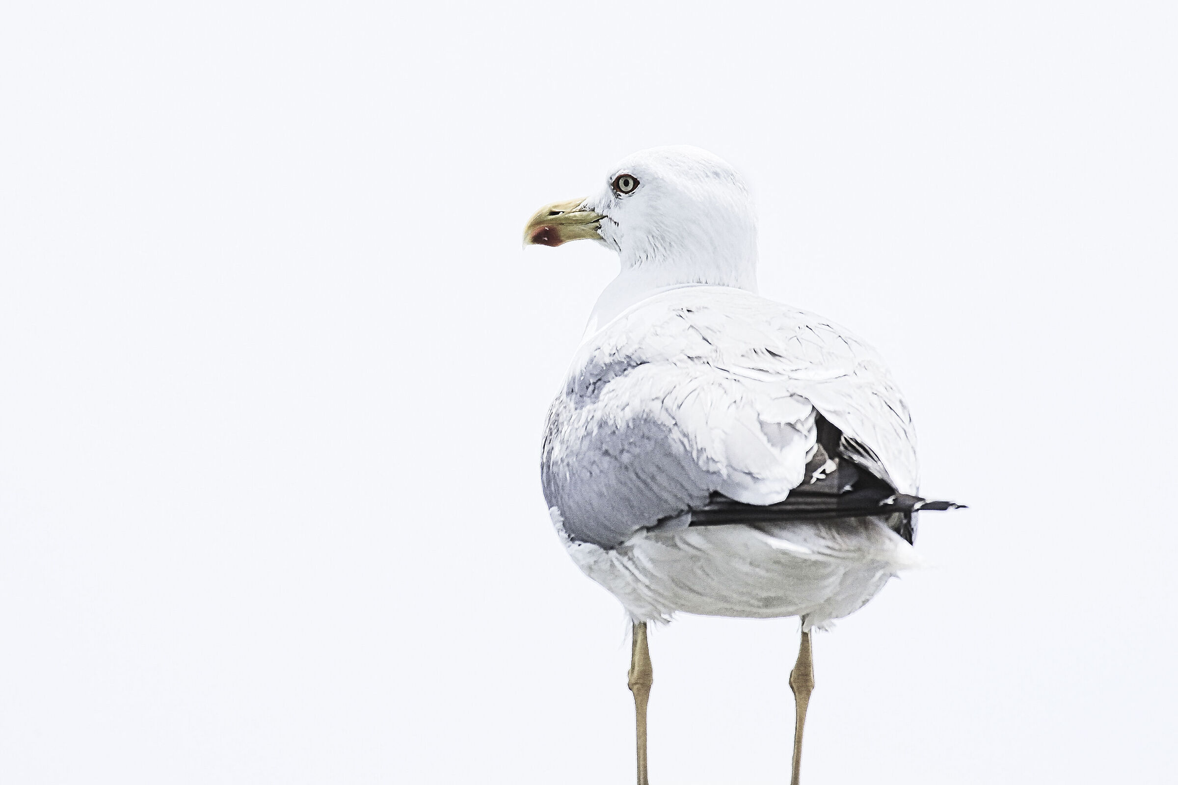 Bianco accecante: come la semplicità
