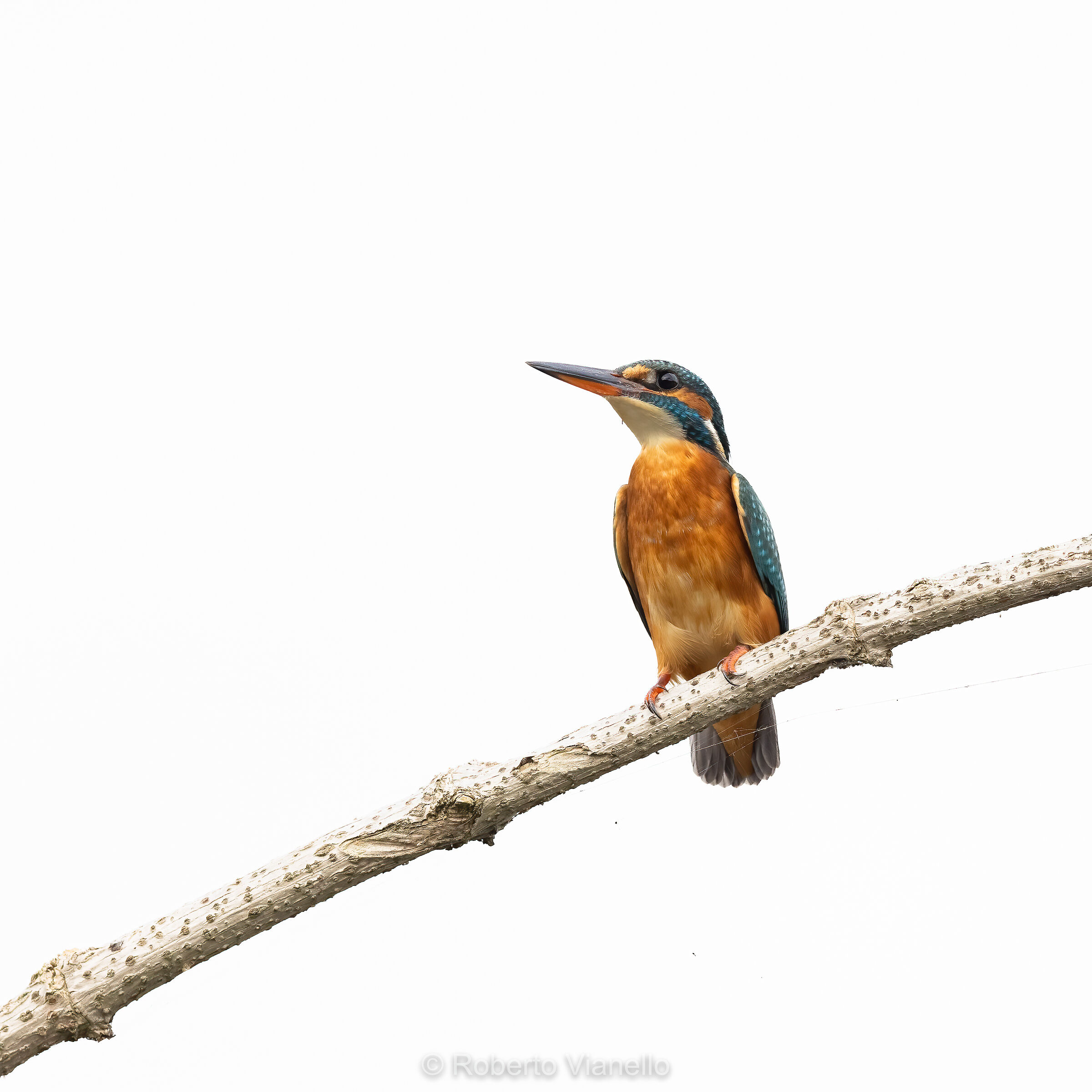 Martin pescatore femmina (Alcedo atthis)