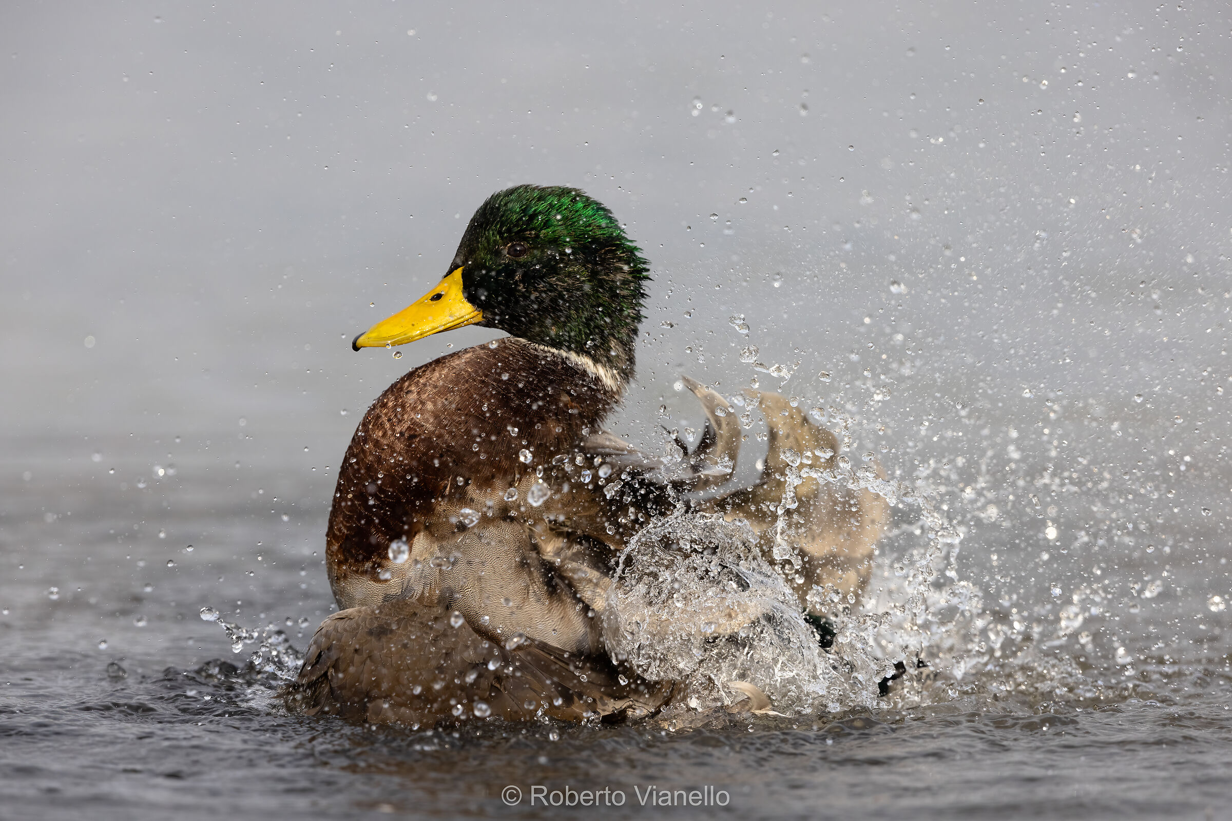 Germano reale (Anas platyrhynchos)