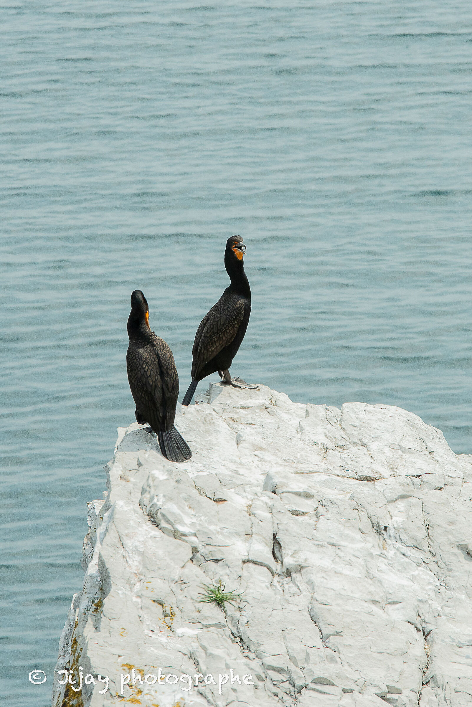 Le duo cormoran
