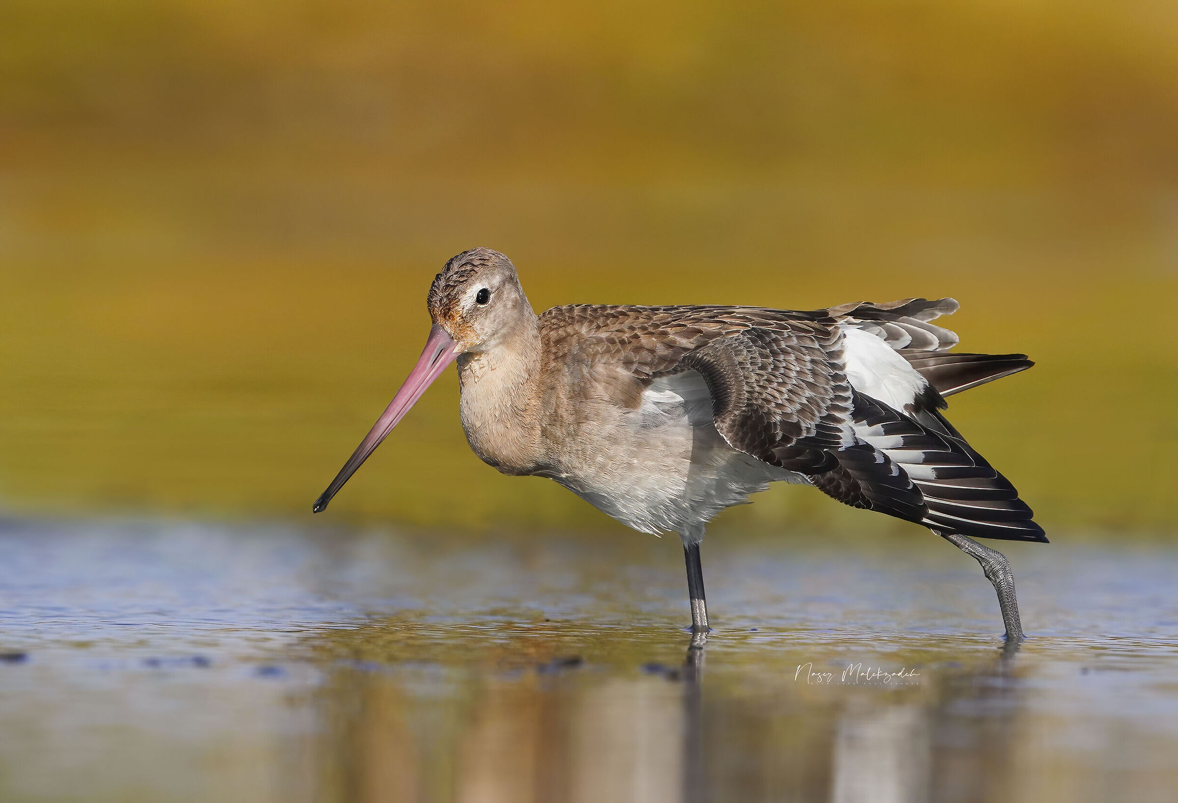 Godwit
