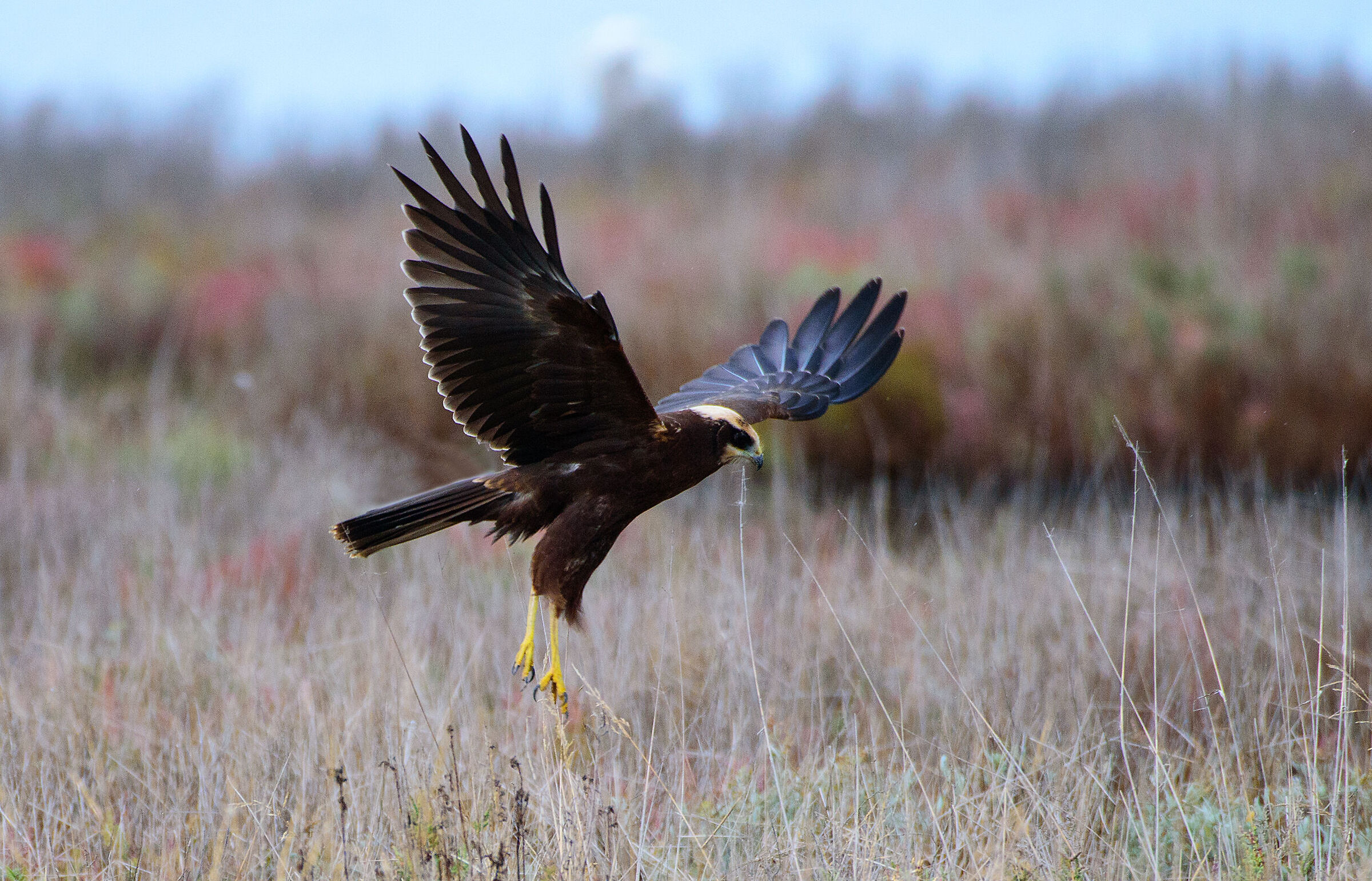 Falco di palude  (ottobre 2021)