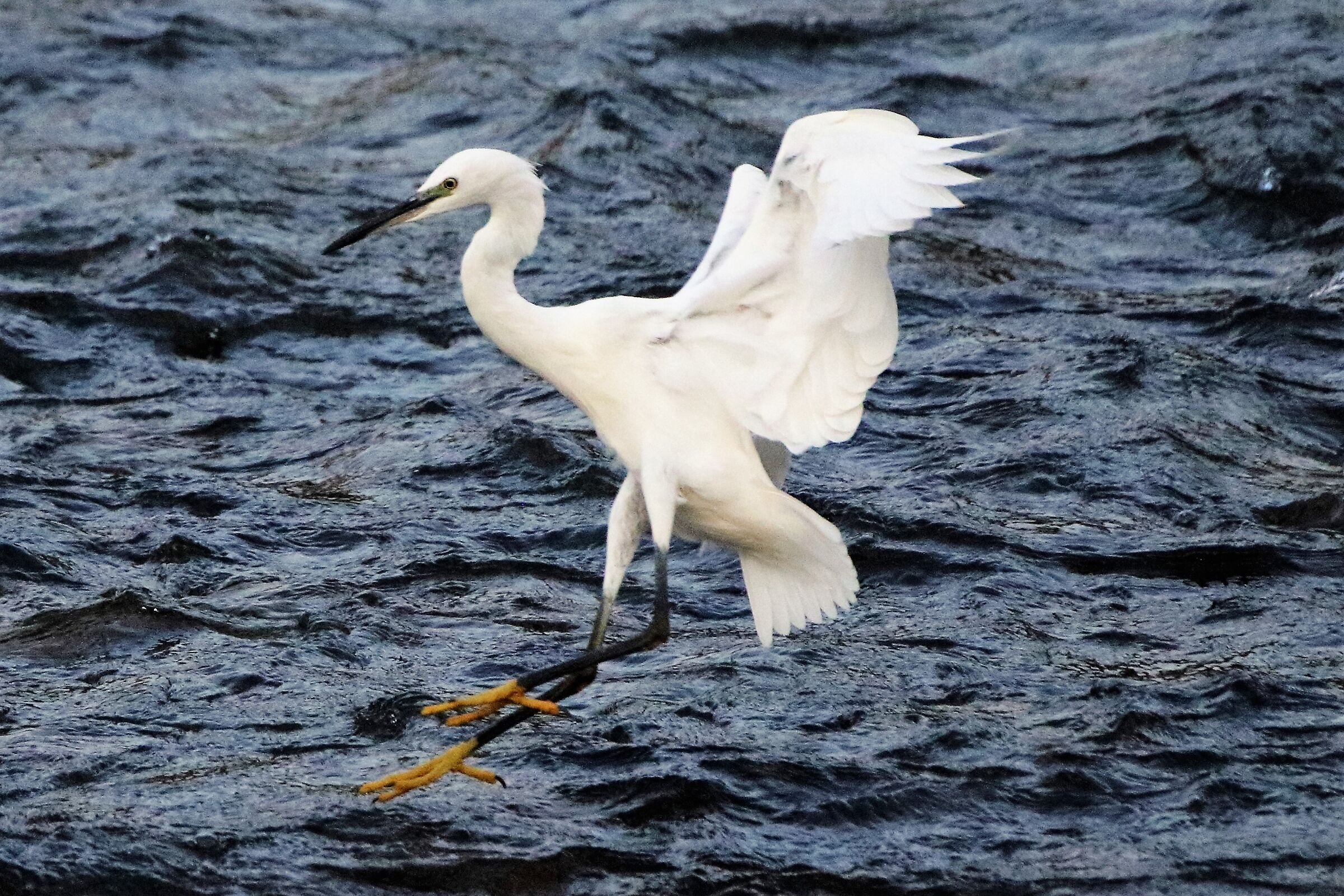 egret