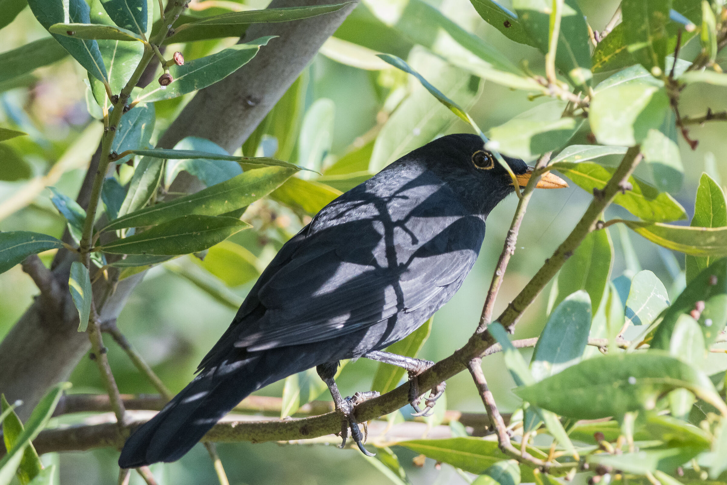 Blackbird