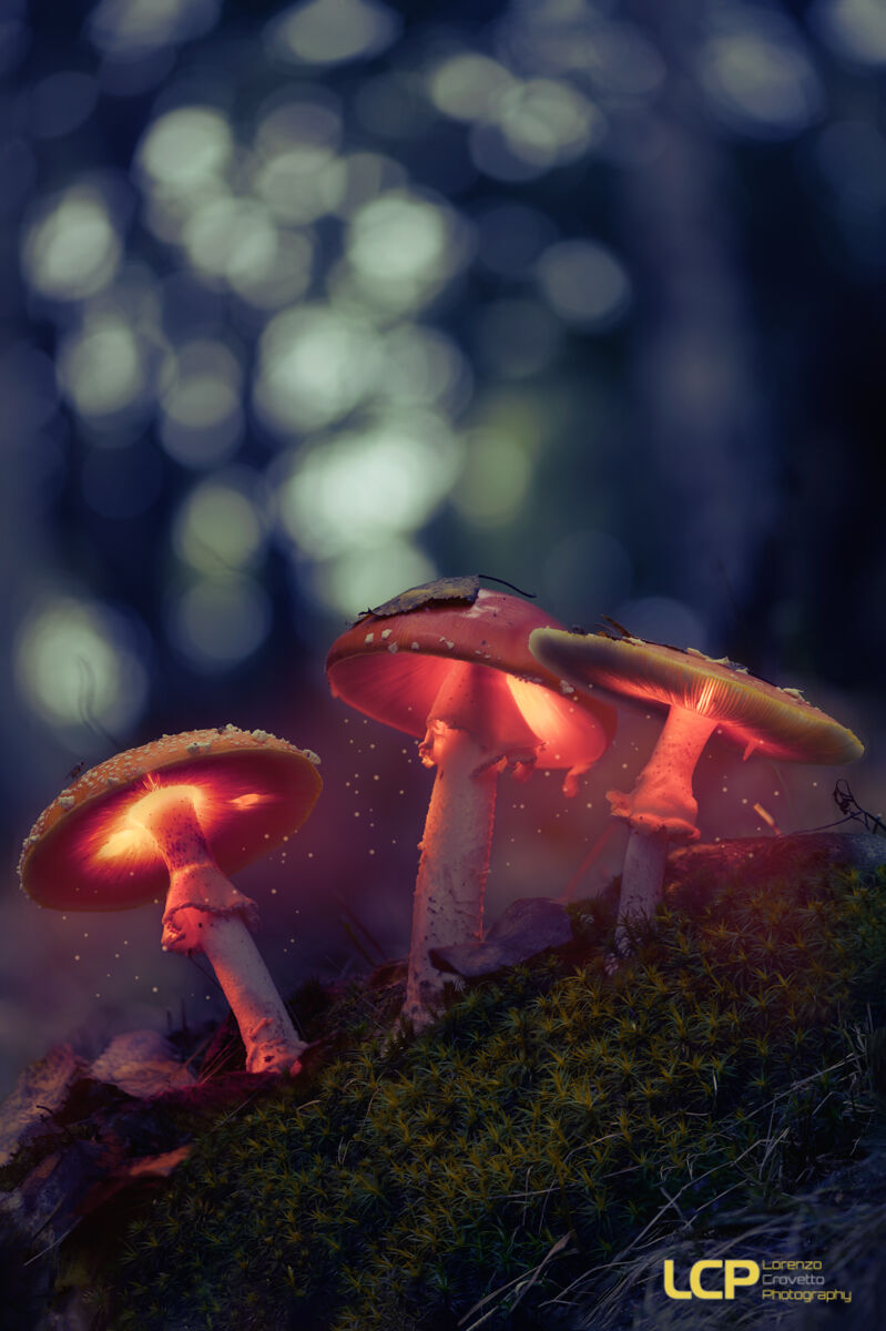 Glowing Mushrooms