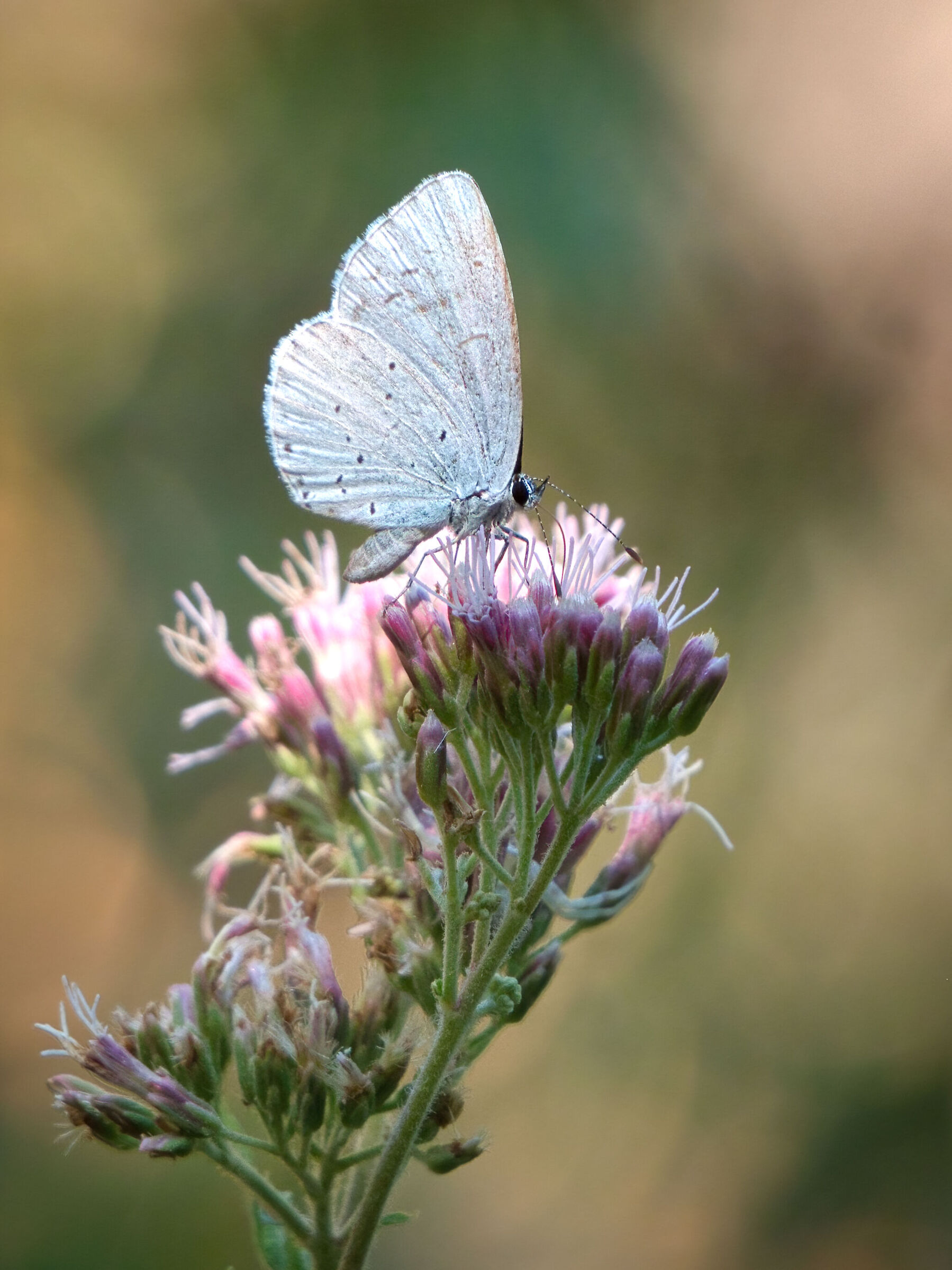 Celastrina Argiolus