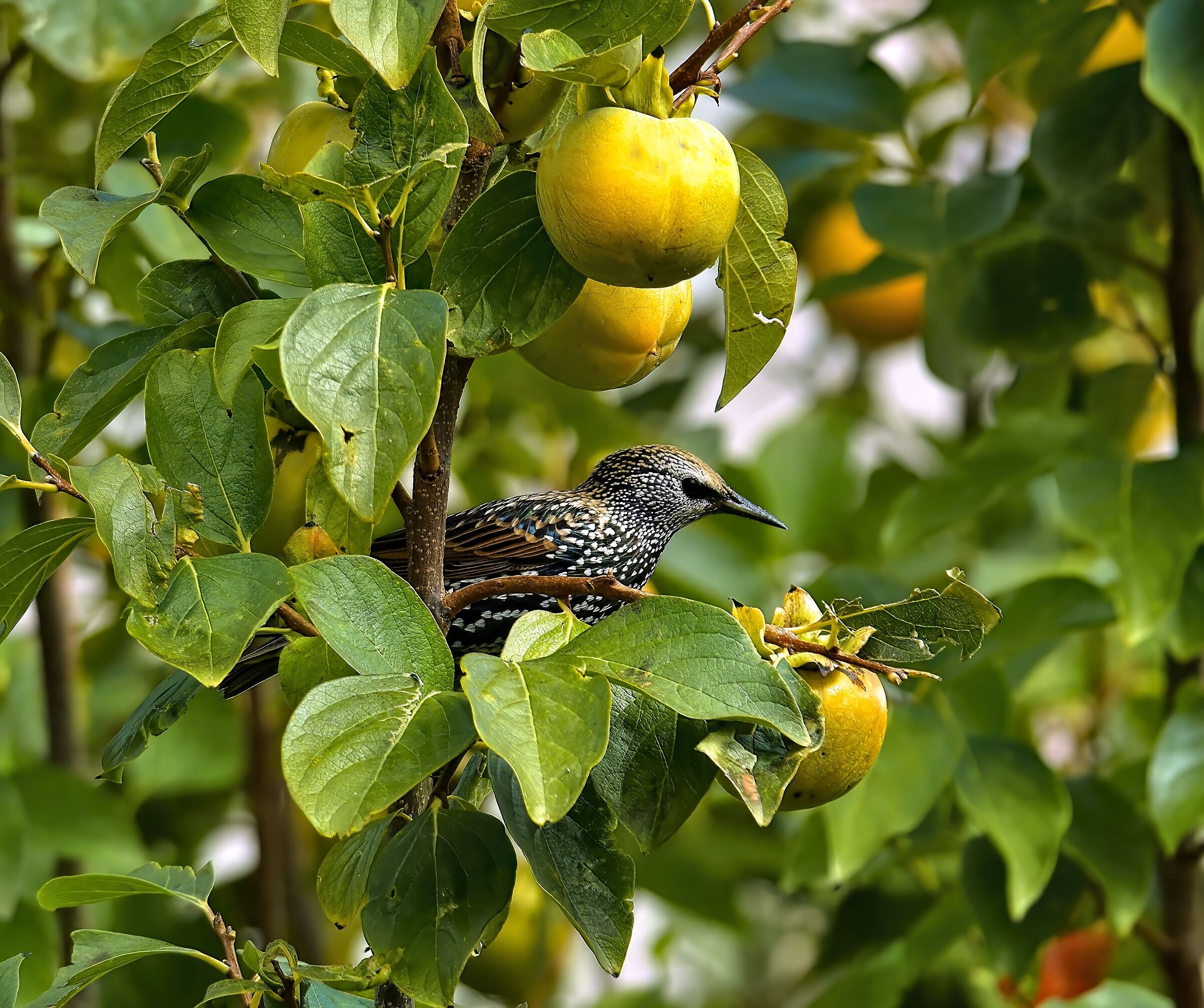 Storno sui cachi ....