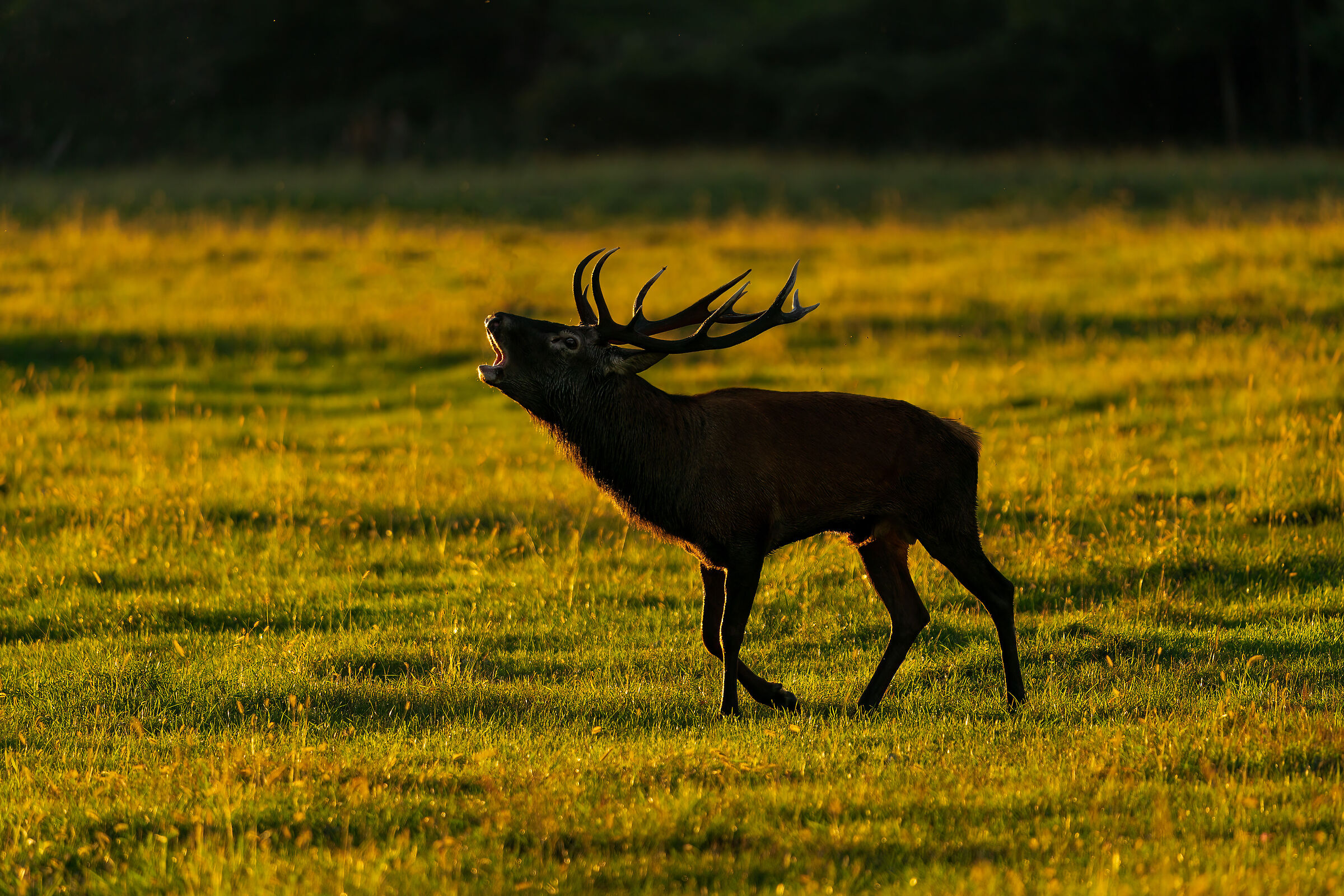 Bramito and golden hour