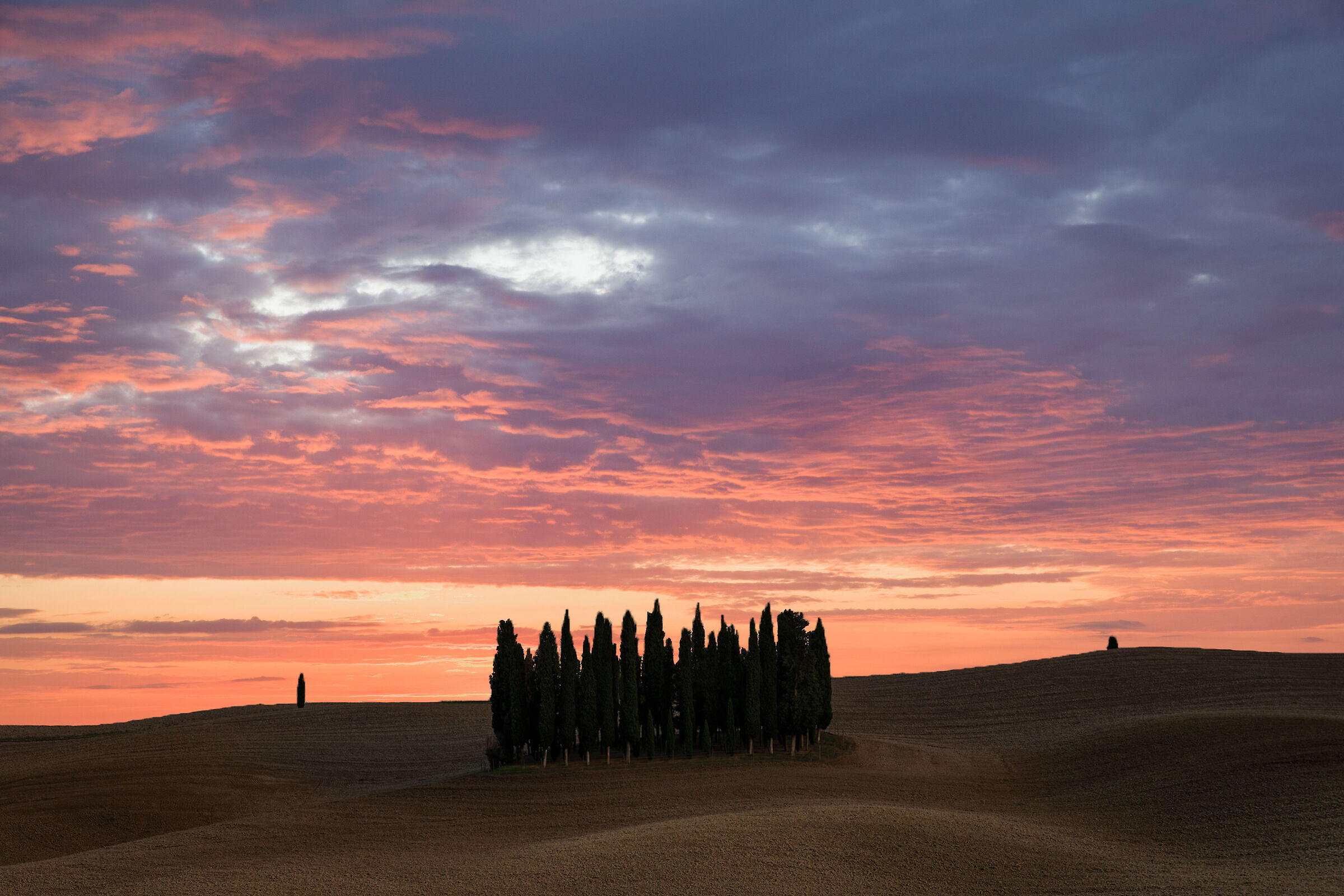 Cipressi di San Quirico