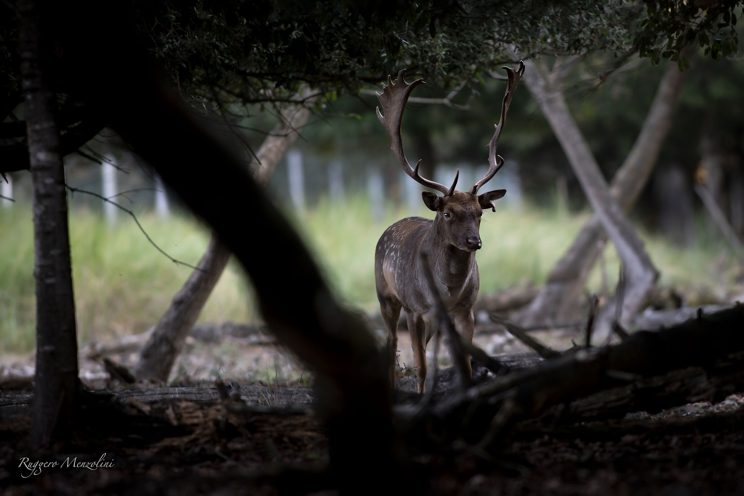 Fallow deer