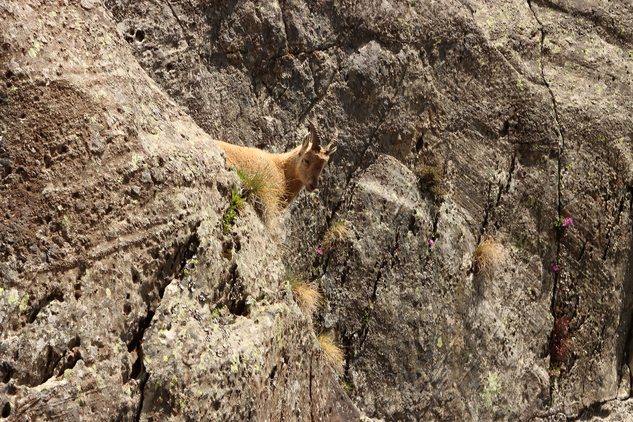 all'ultimo appoggio ...