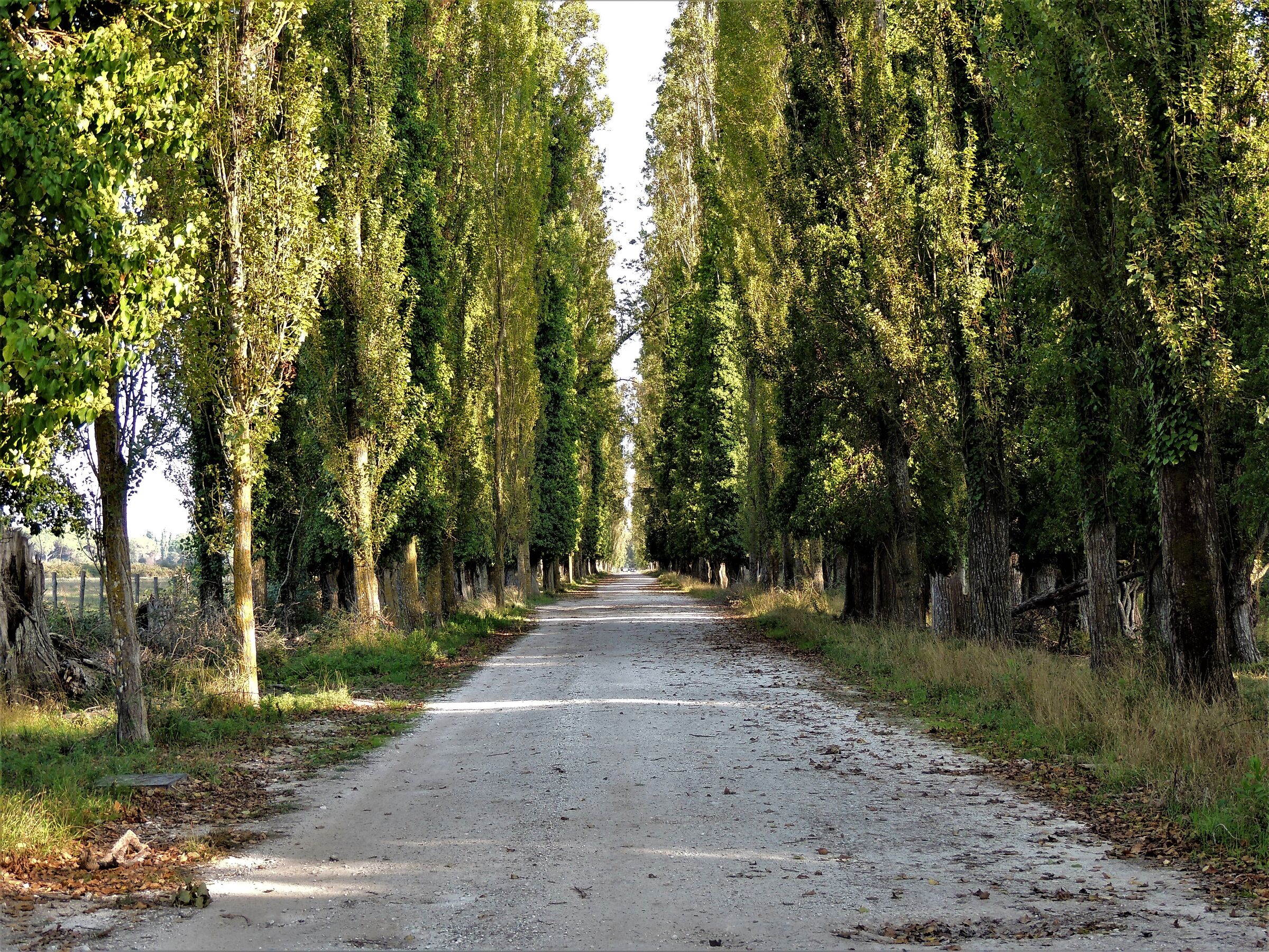 The way of poplars