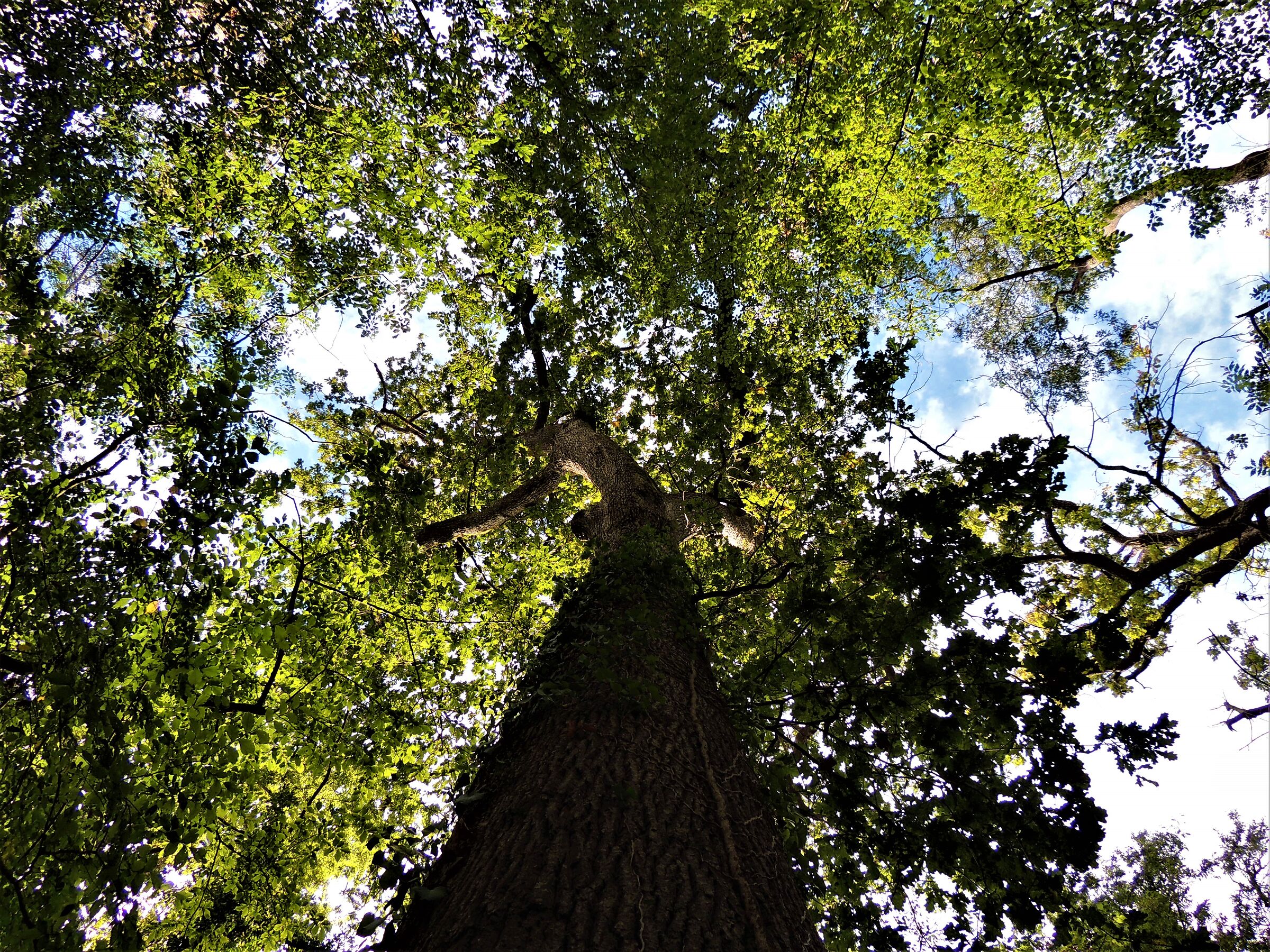 His Majesty Oak