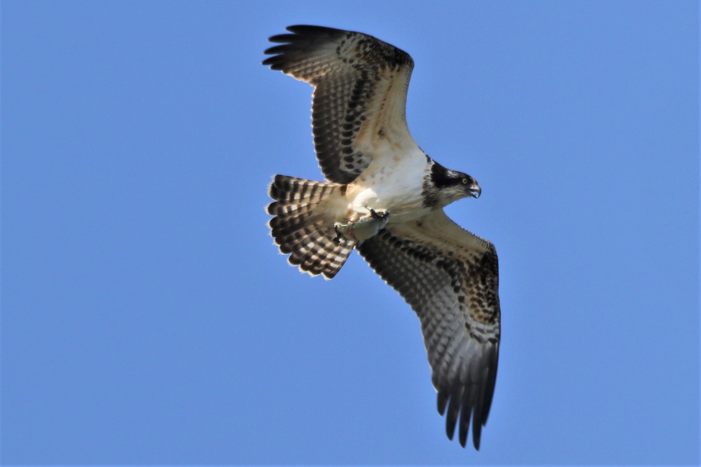 Osprey with prey 146