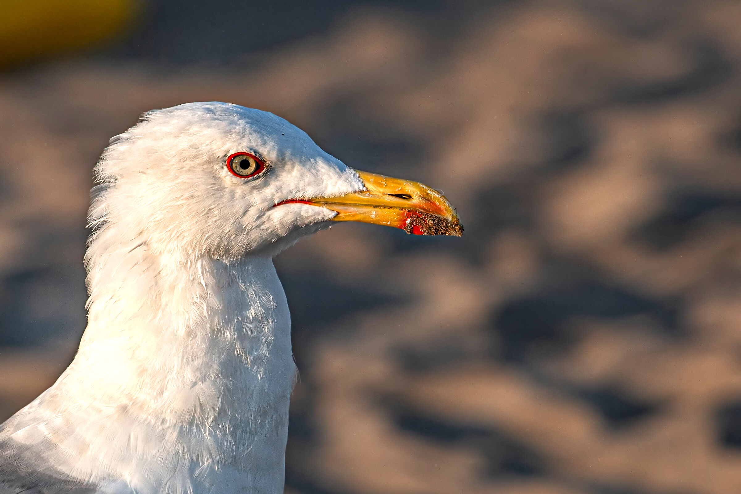 HERRING GULL