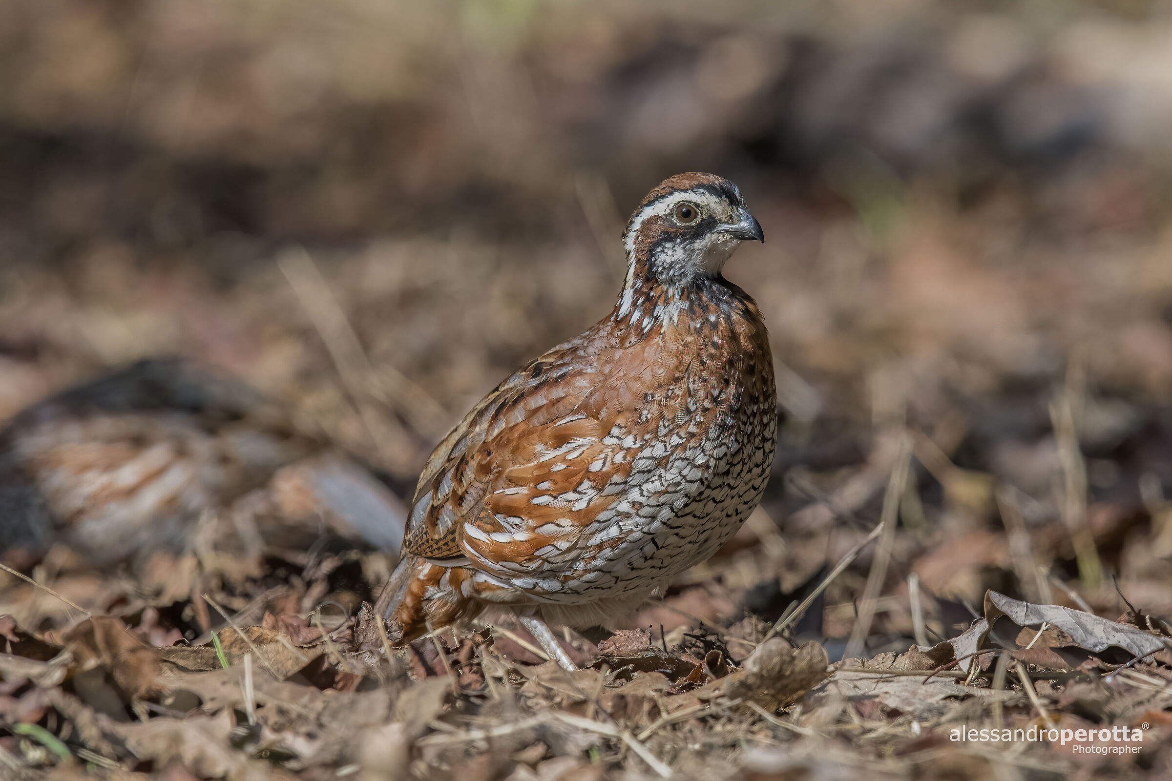 Colinus virginianus (M)