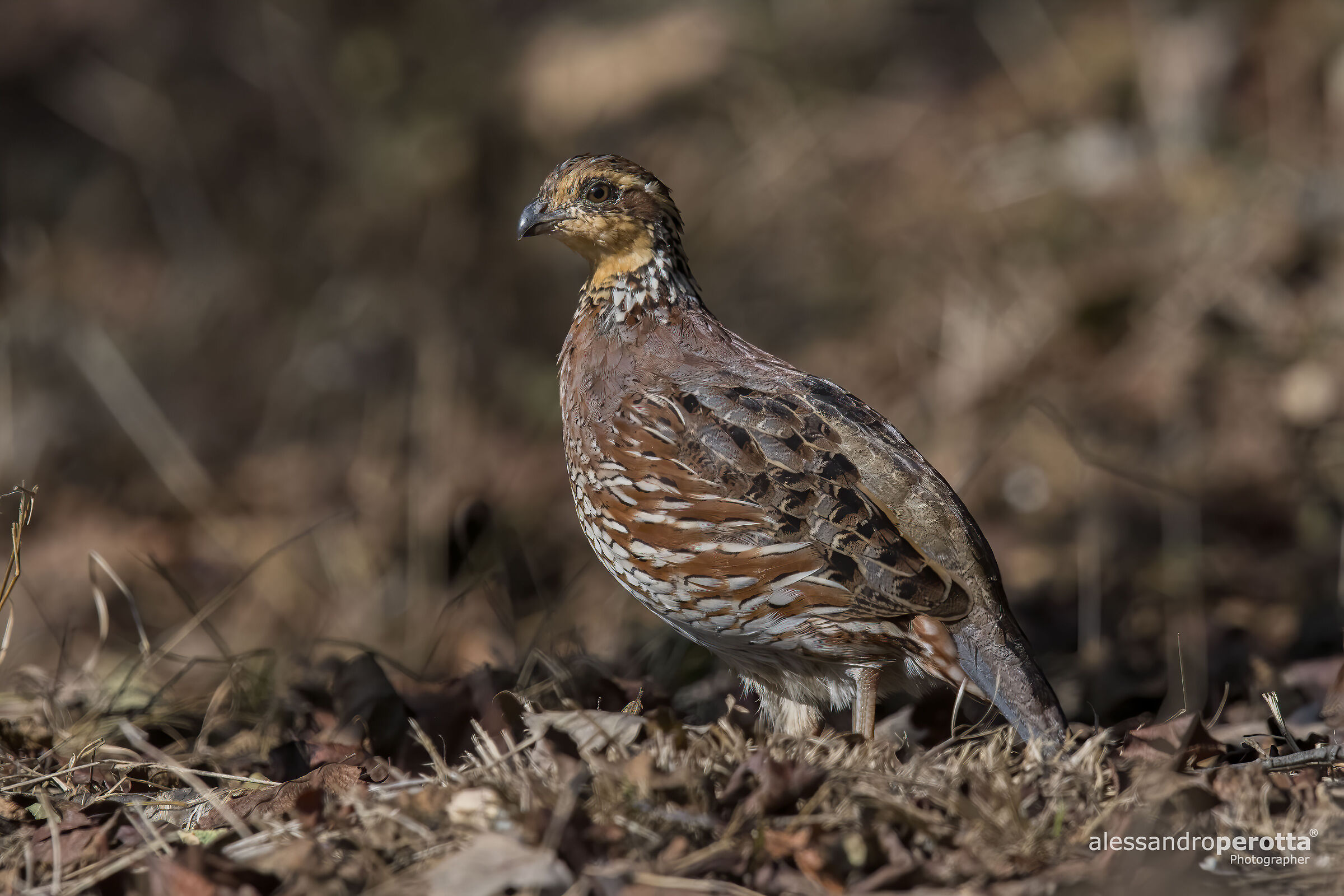 Colinus virginianus (F)