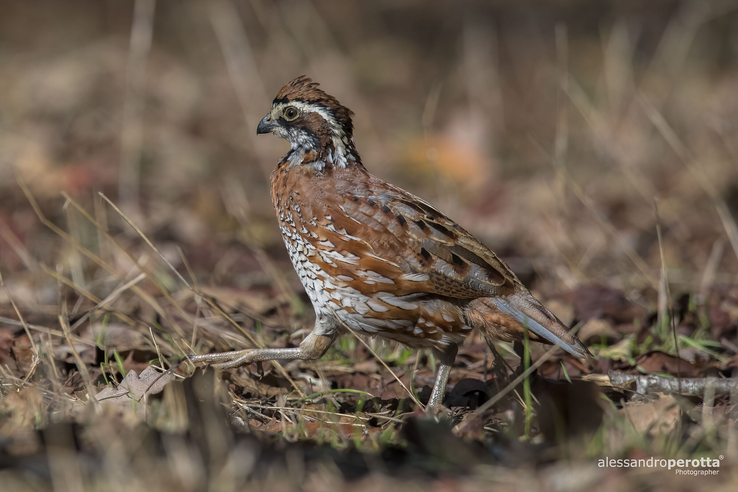 Colinus virginianus (M)