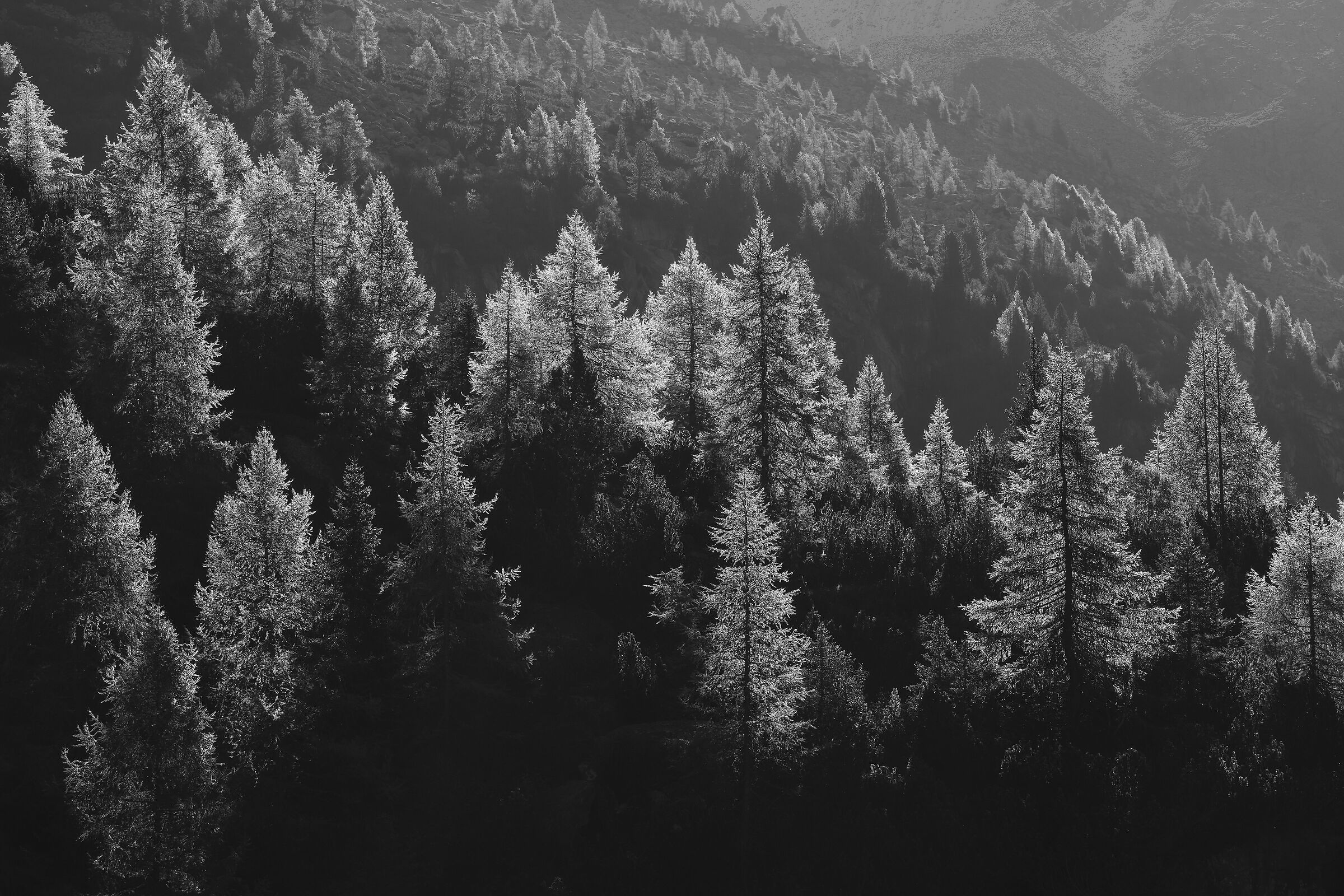 I raggi del sole sulla brina mattutina