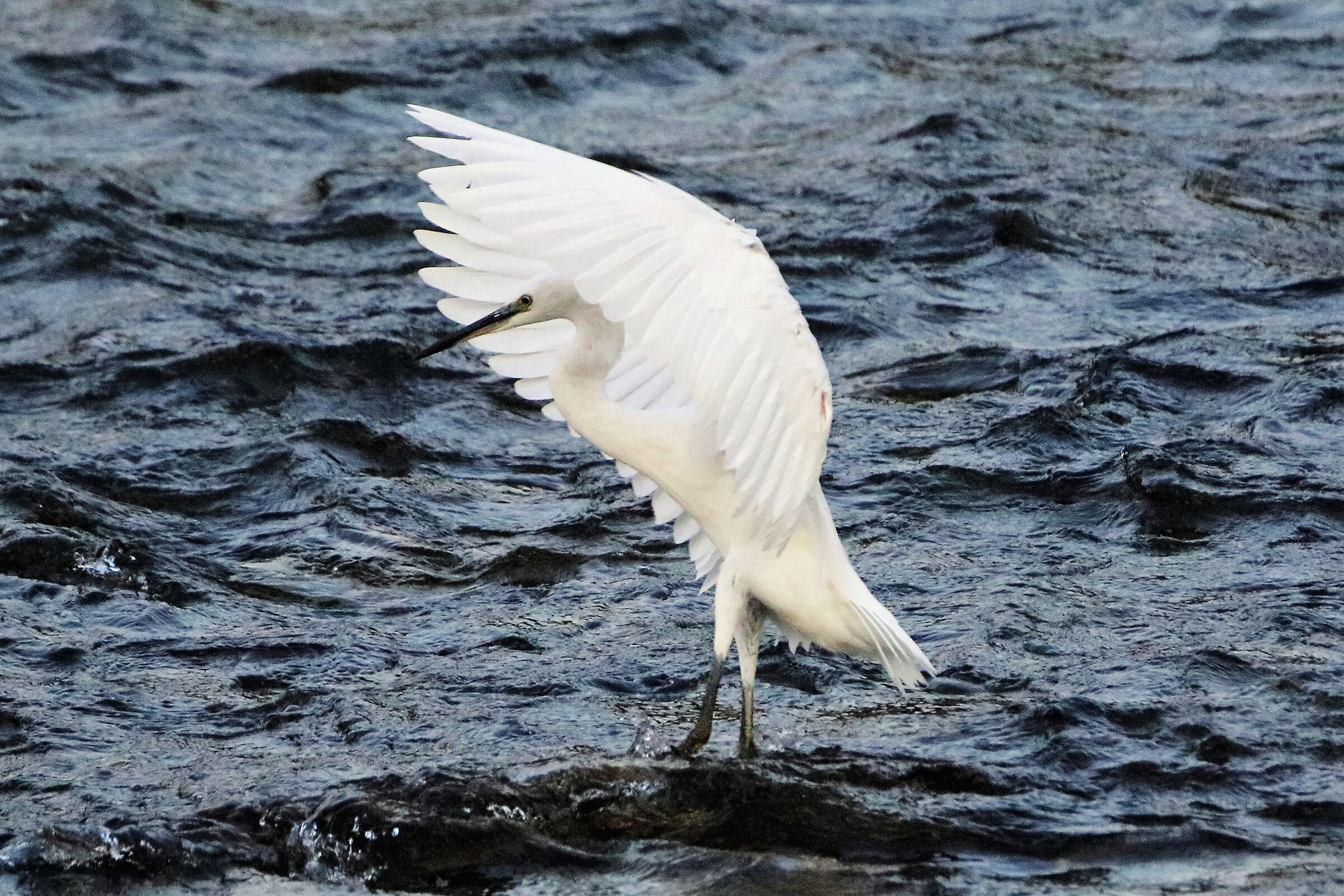 egret