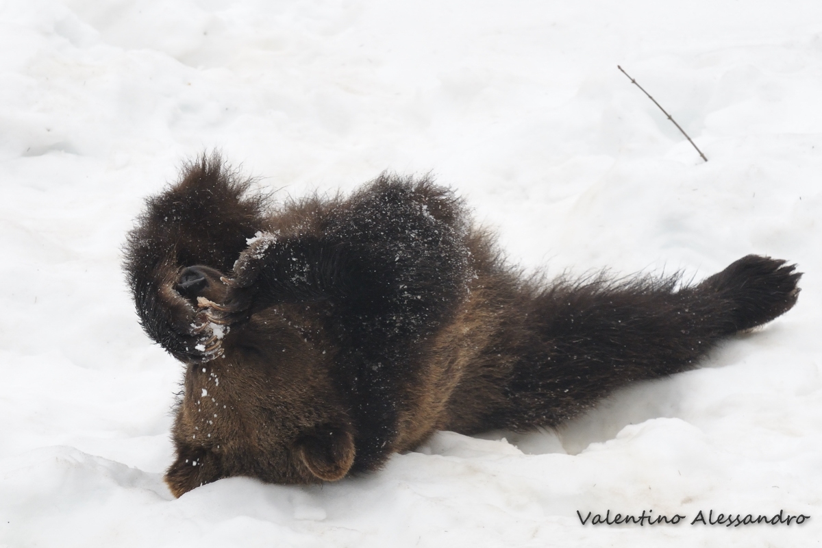Spatasciato nella neve