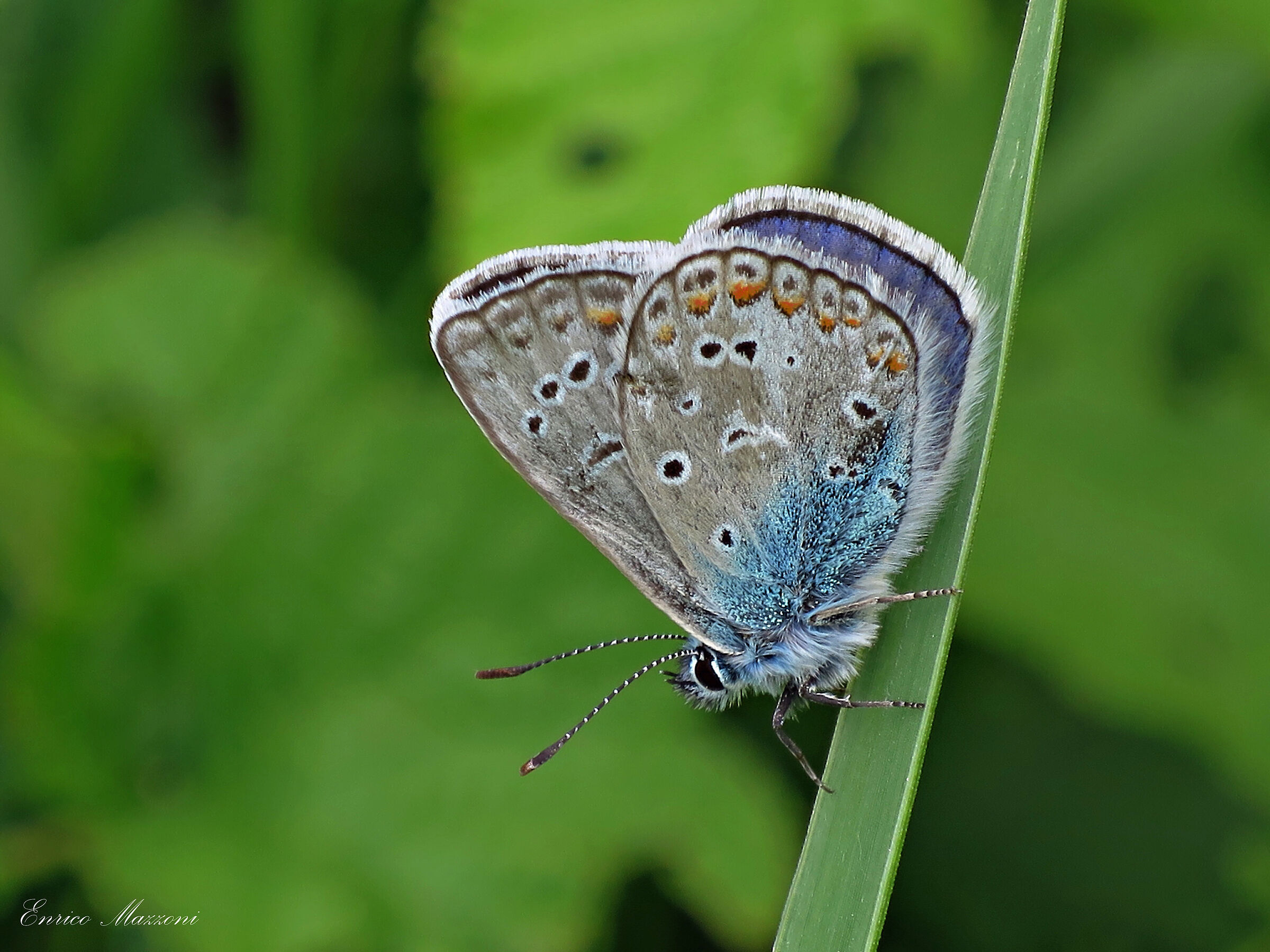 Polyommatus icarus 2