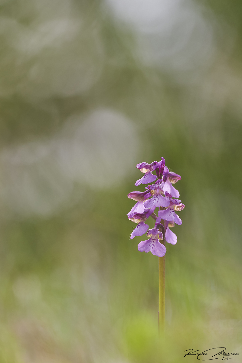 " Anacamptis morio "