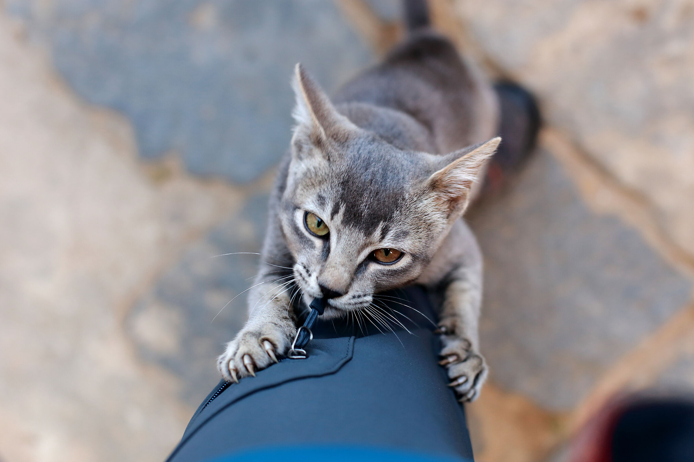 Gatto a Namche Bazar