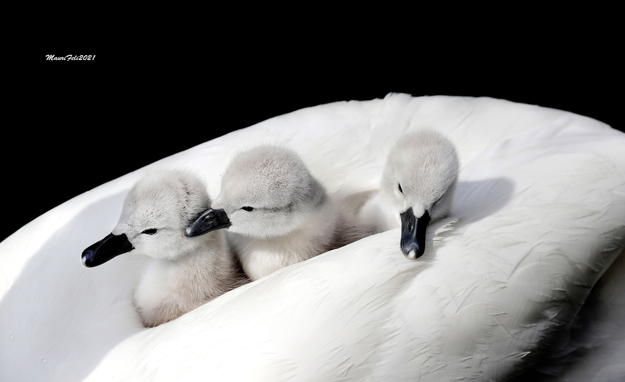 "A Story among the Feathers..."