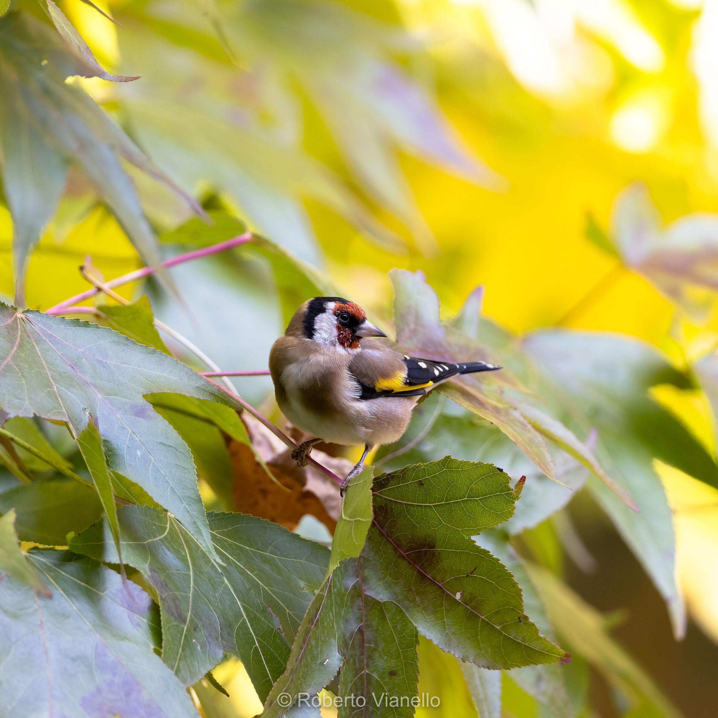 Cardellino (Carduelis carduelis)