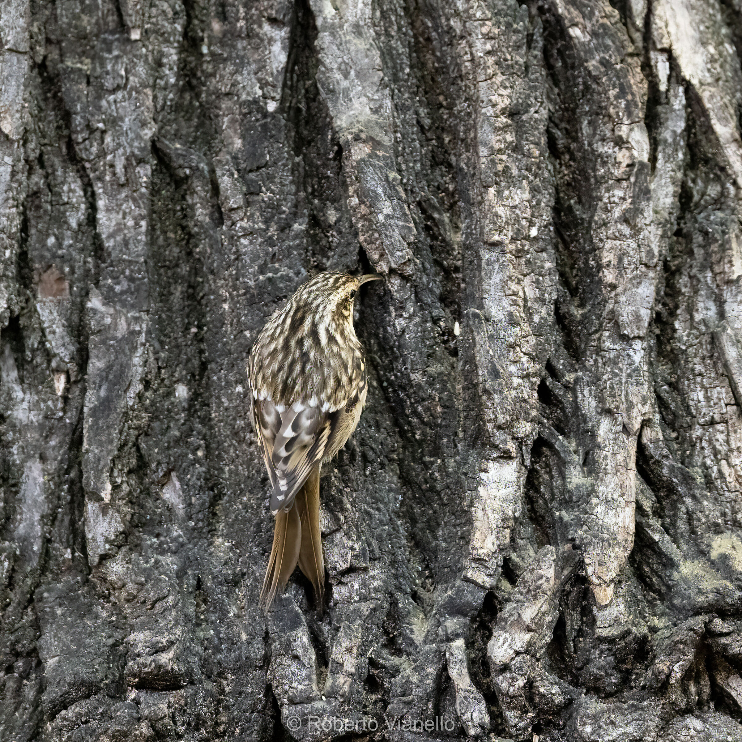 Rampichino comune (Certhia brachydactyla)