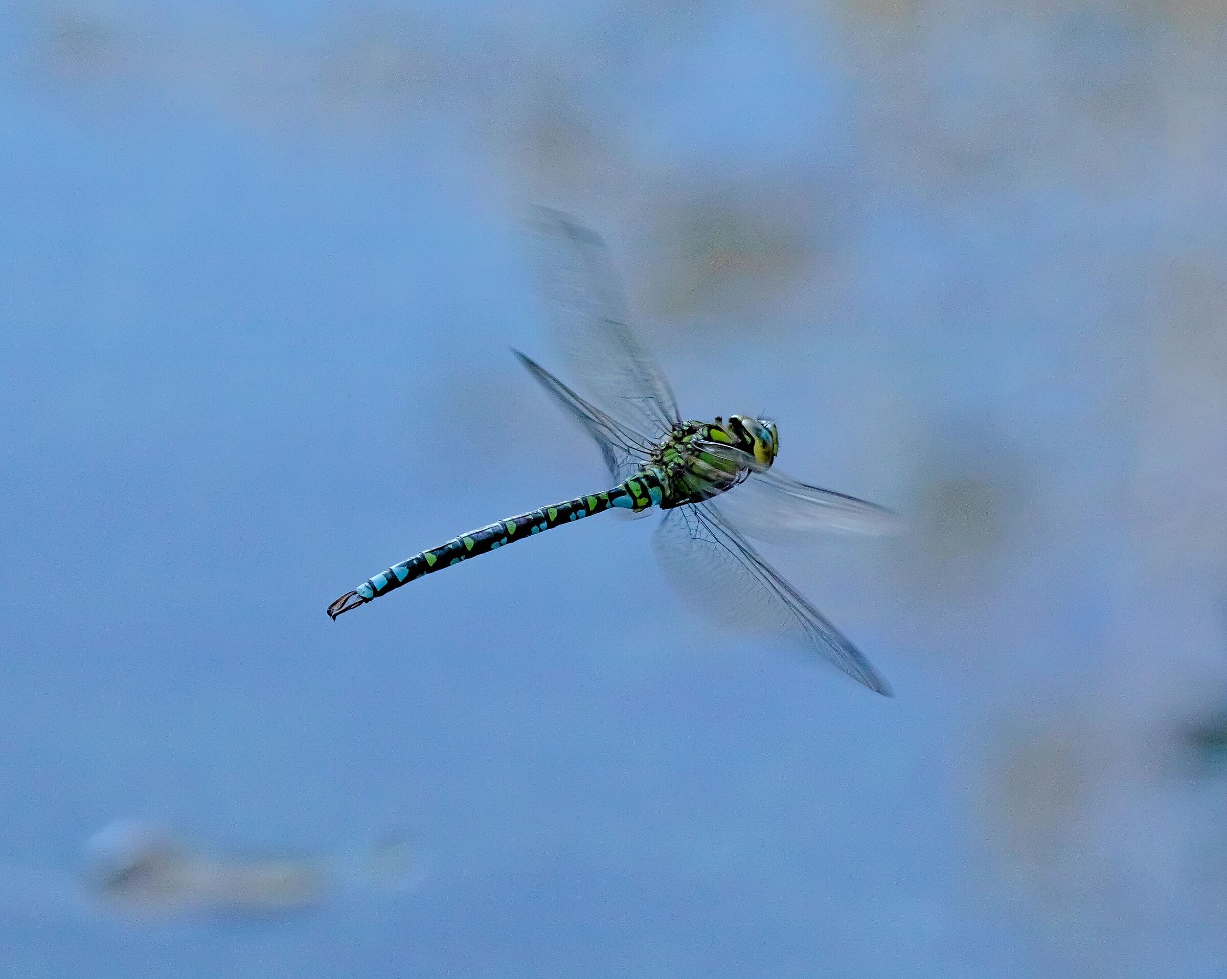Aeshna Cyanea in volo 8/10/2020