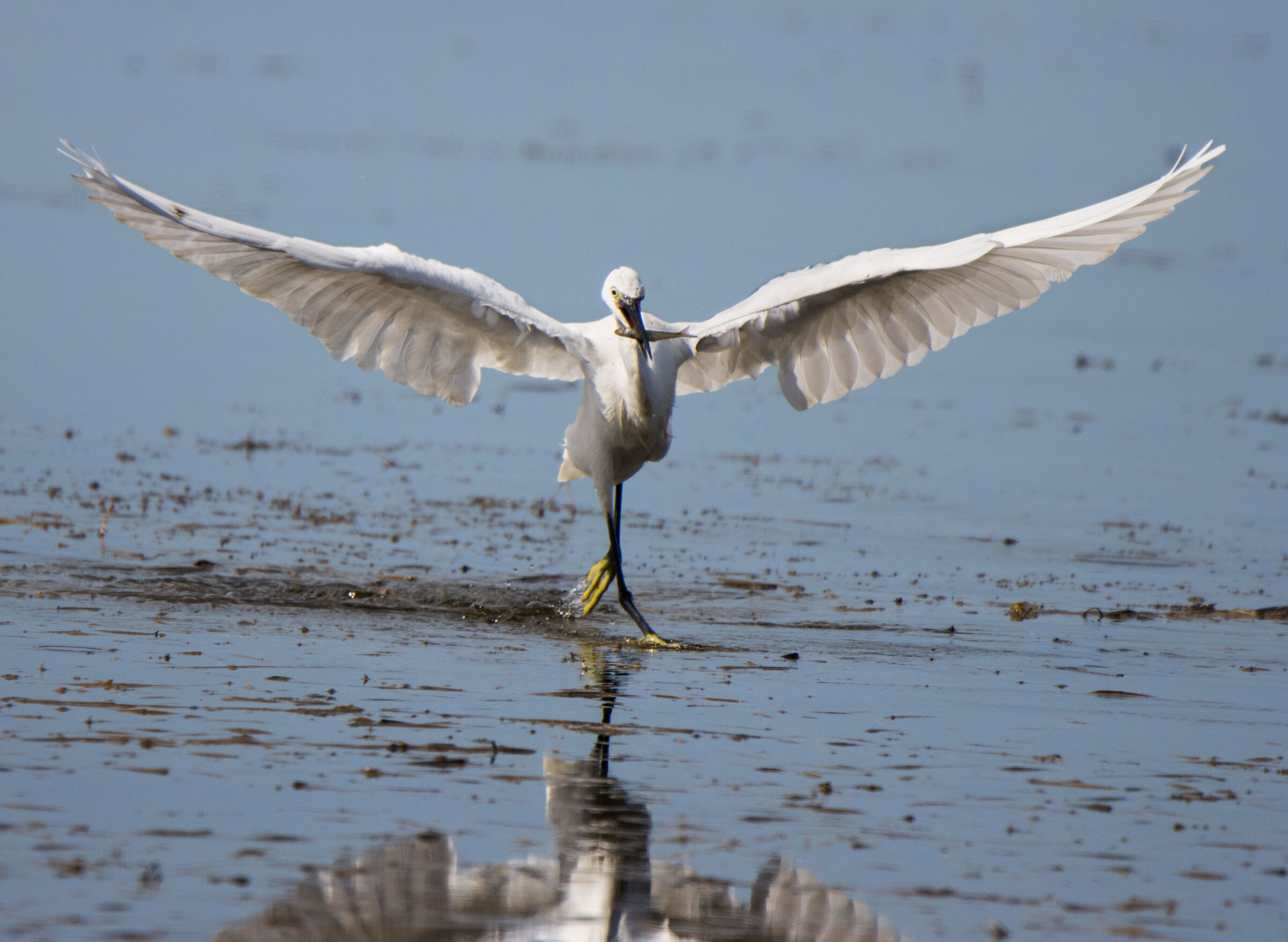 Fishing egret