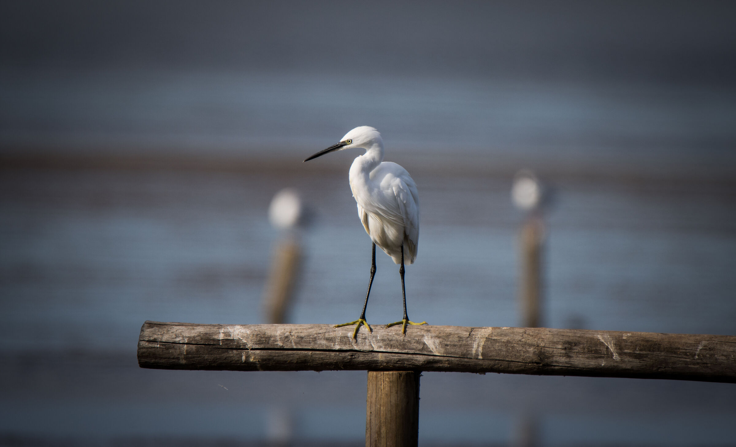 Egret