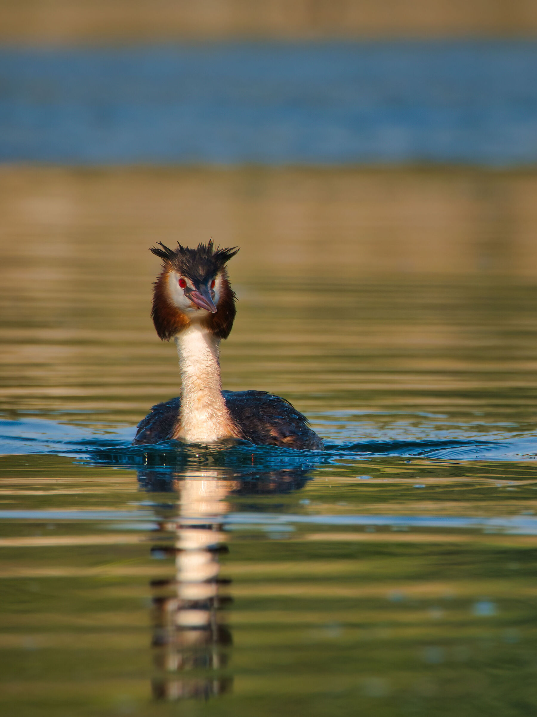 Grebe
