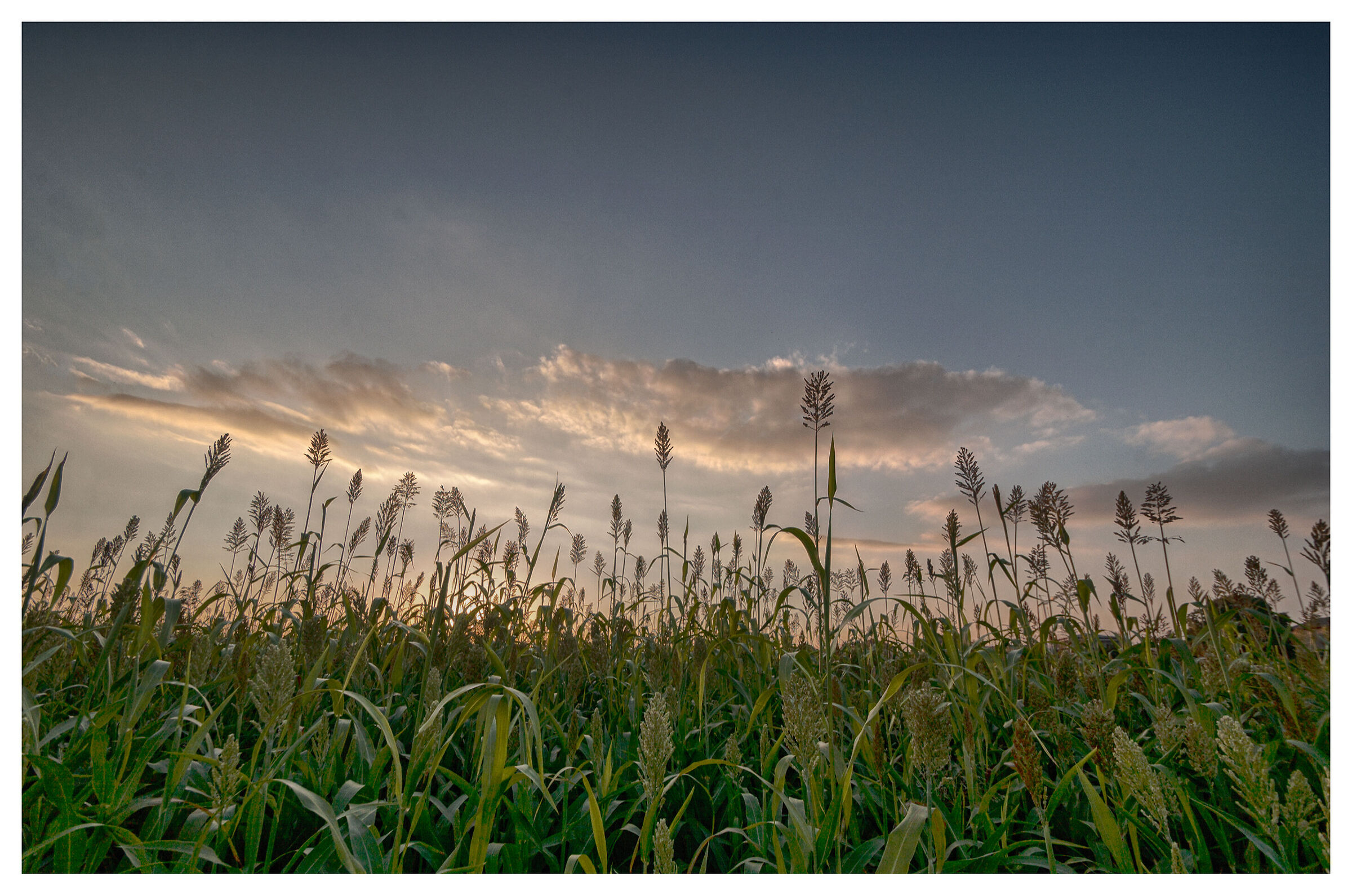 Tramonto fra le spighe