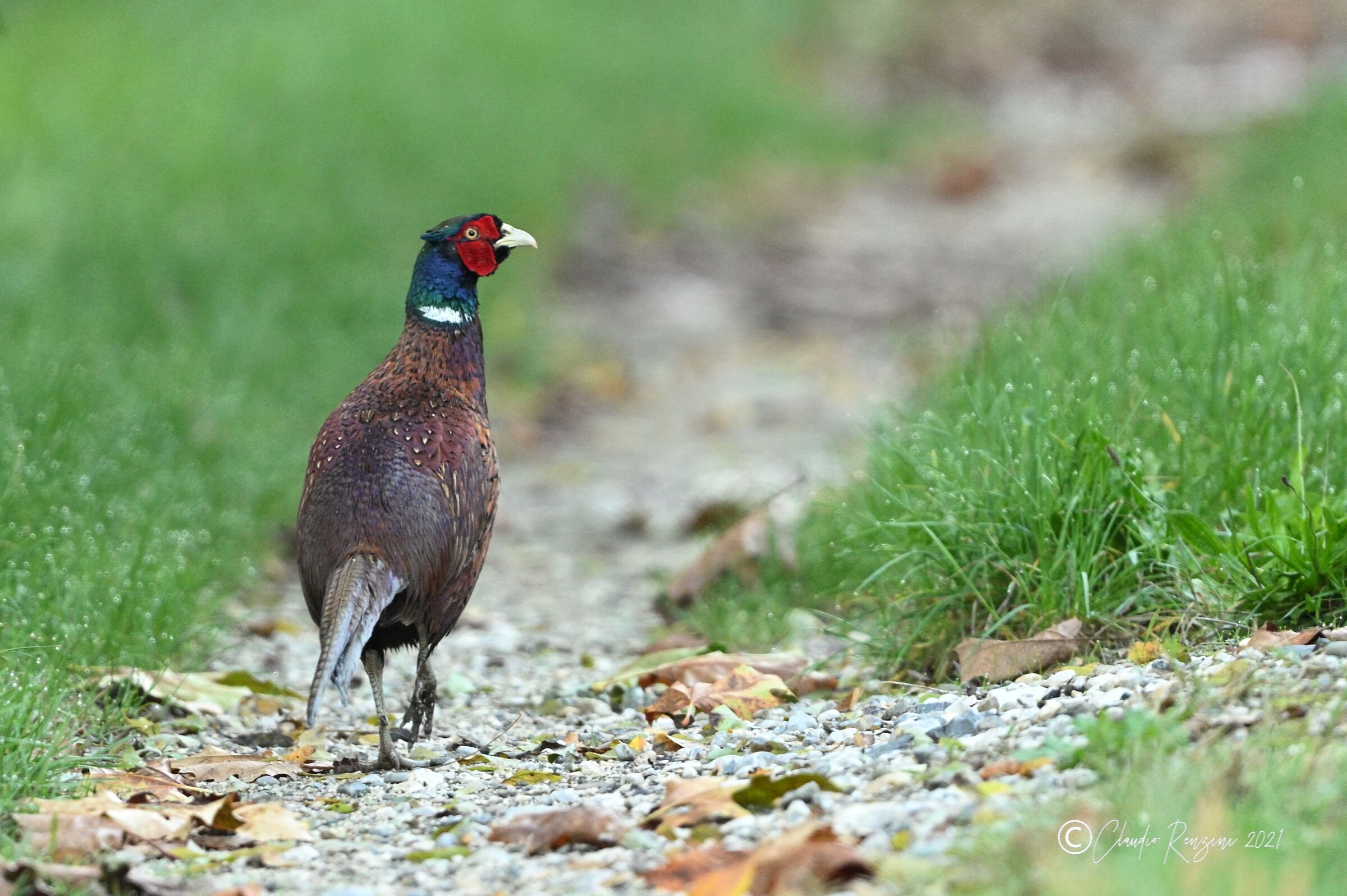 pheasant