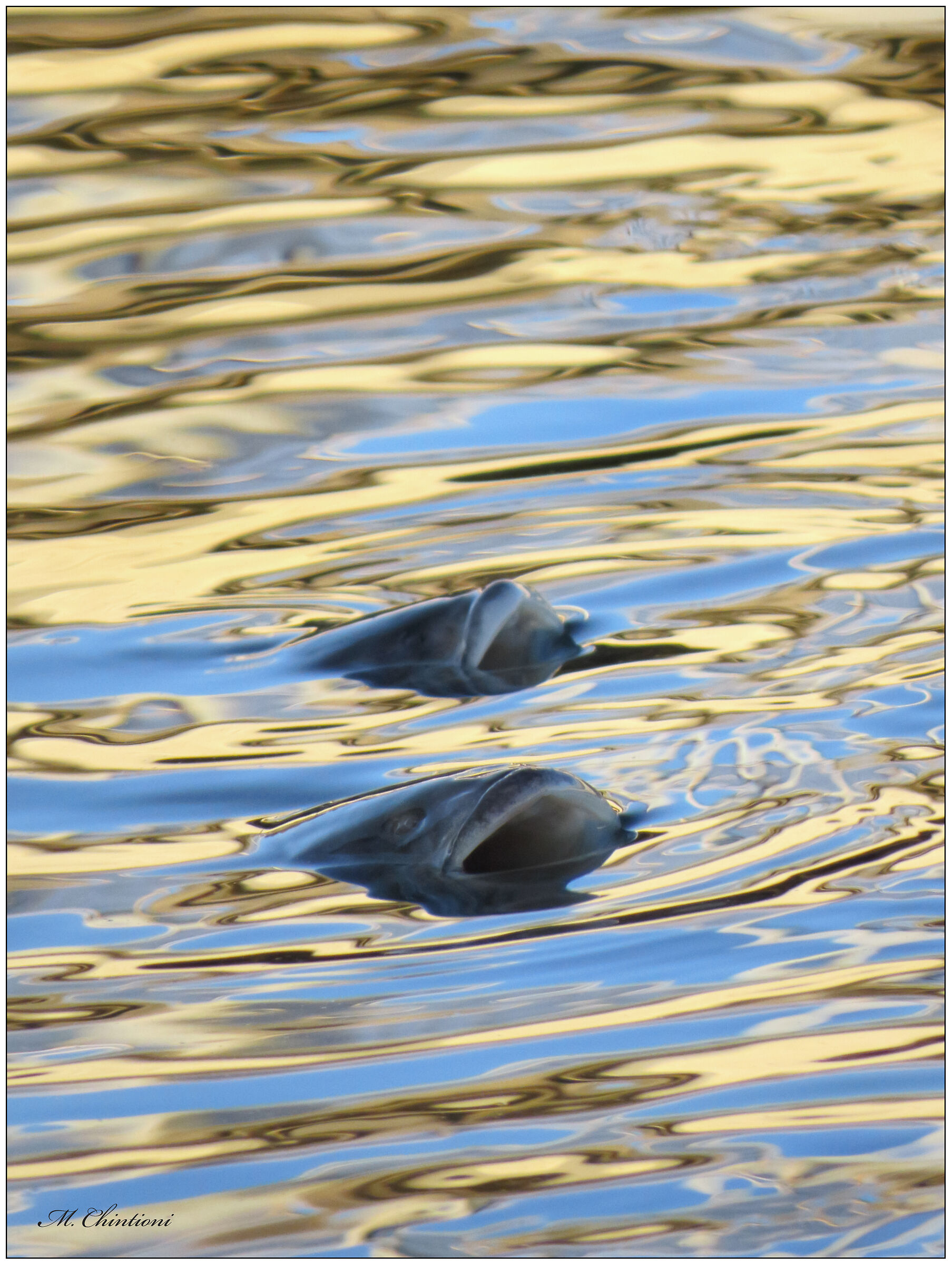 ... Cefali al tramonto