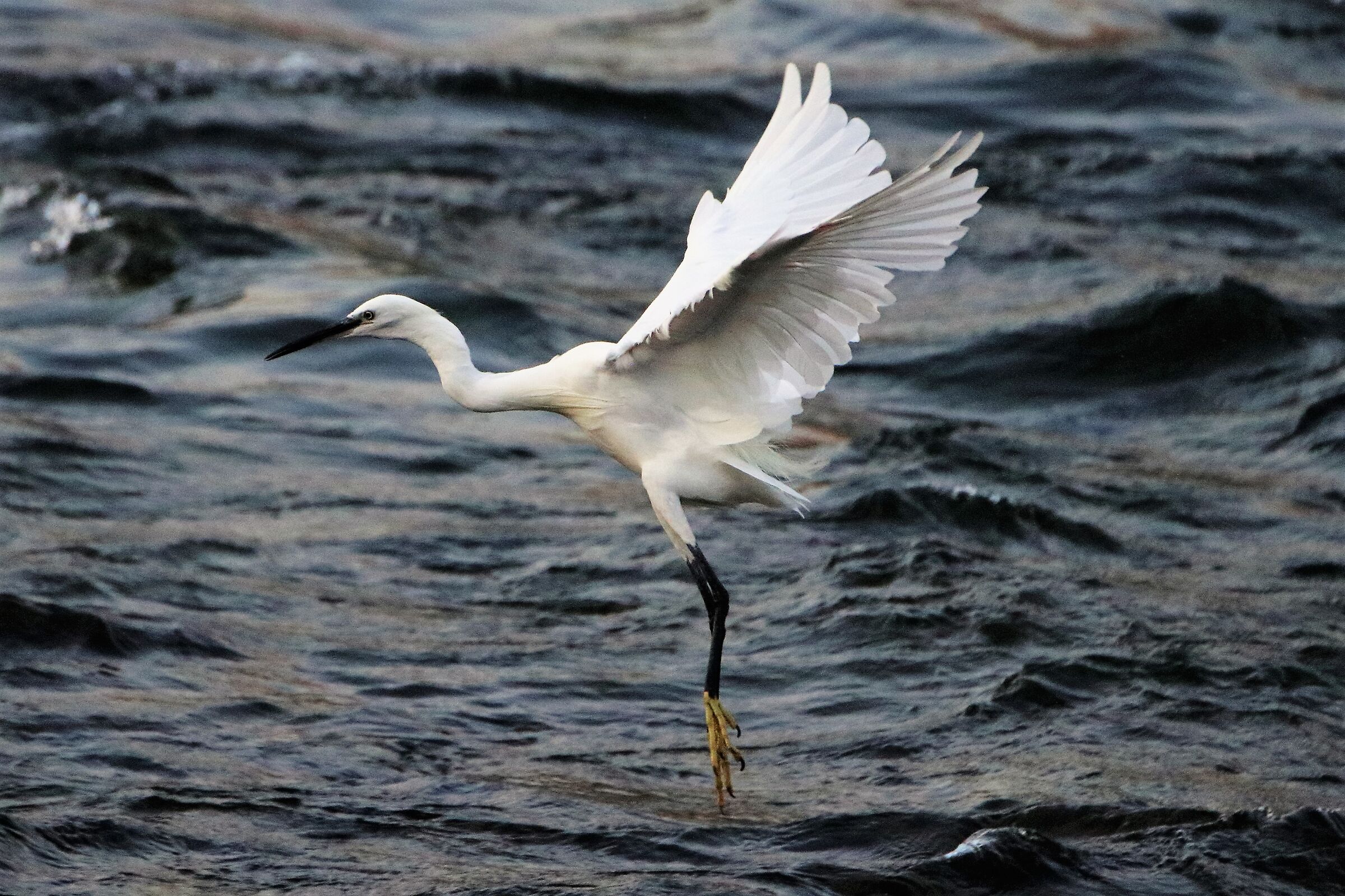 egret